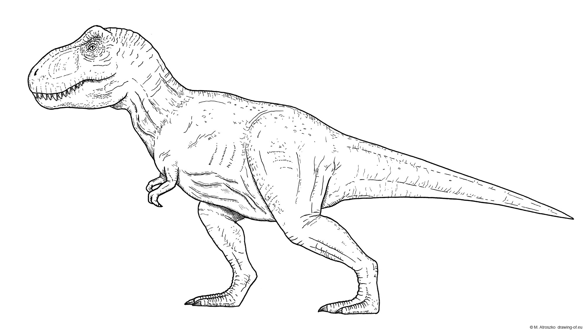 Drawing of tyrannosaurus rex