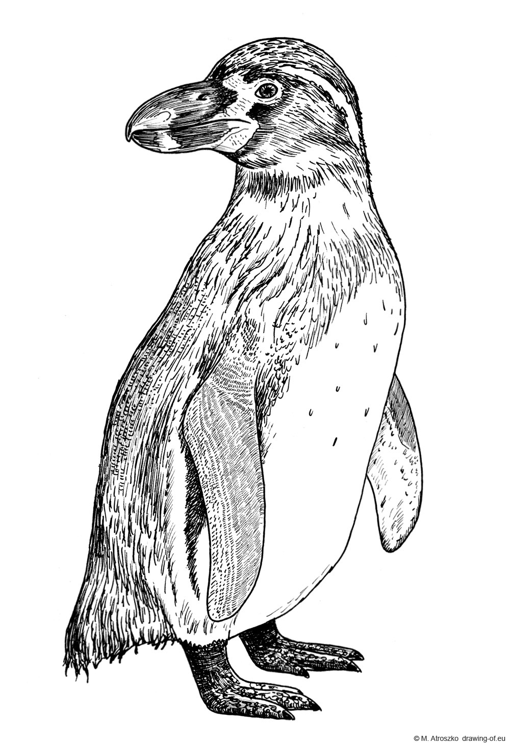 Drawing of Penguin