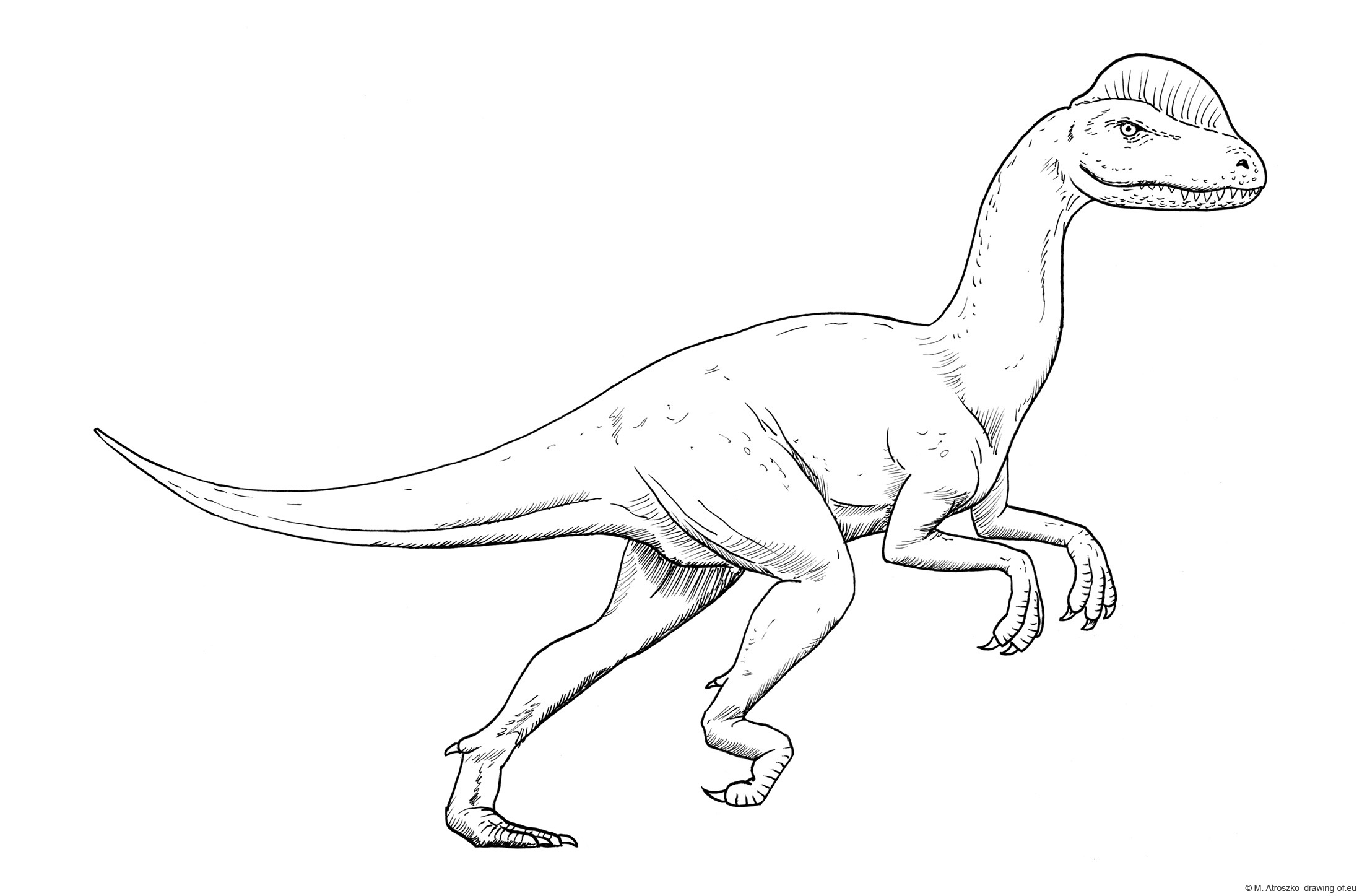 Drawing of dilophosaurus
