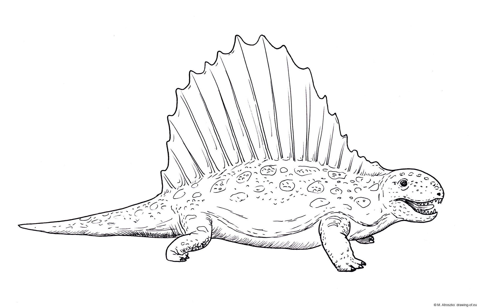 Drawing of dimetrodon
