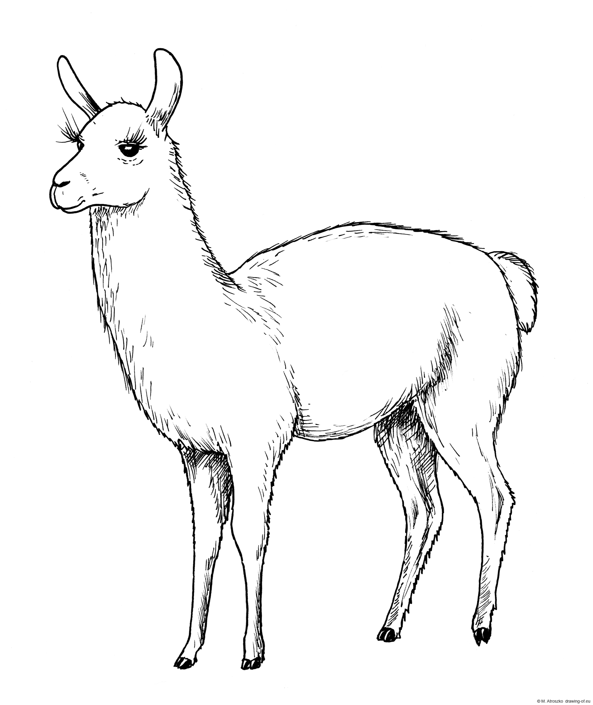 Drawing of lama