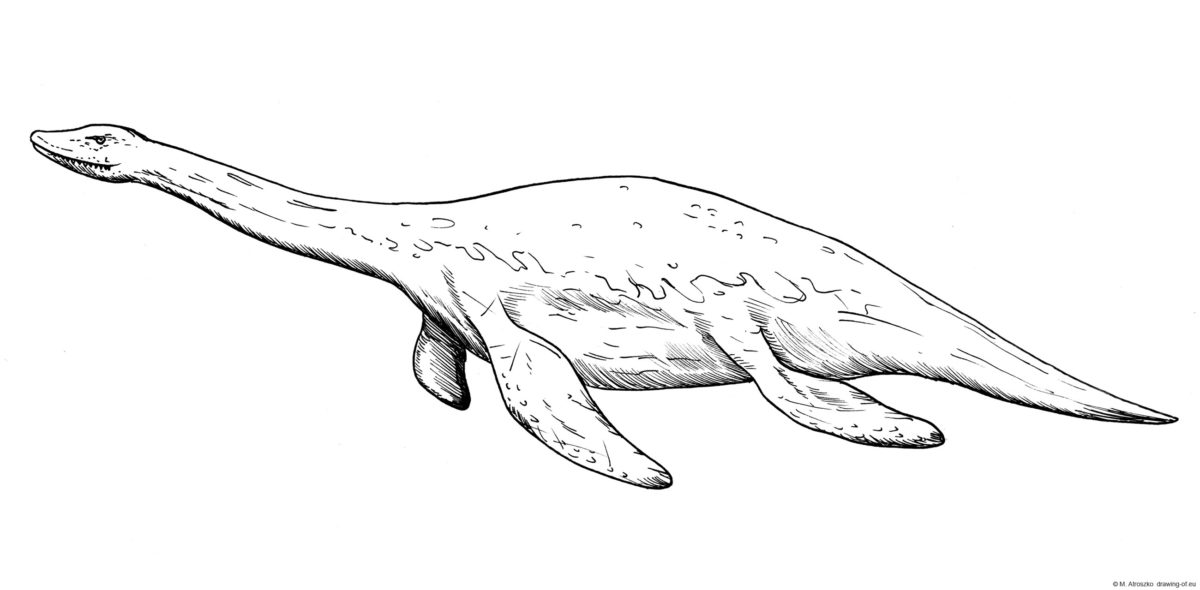 Drawing of Plesiosaurus Line art illustrations