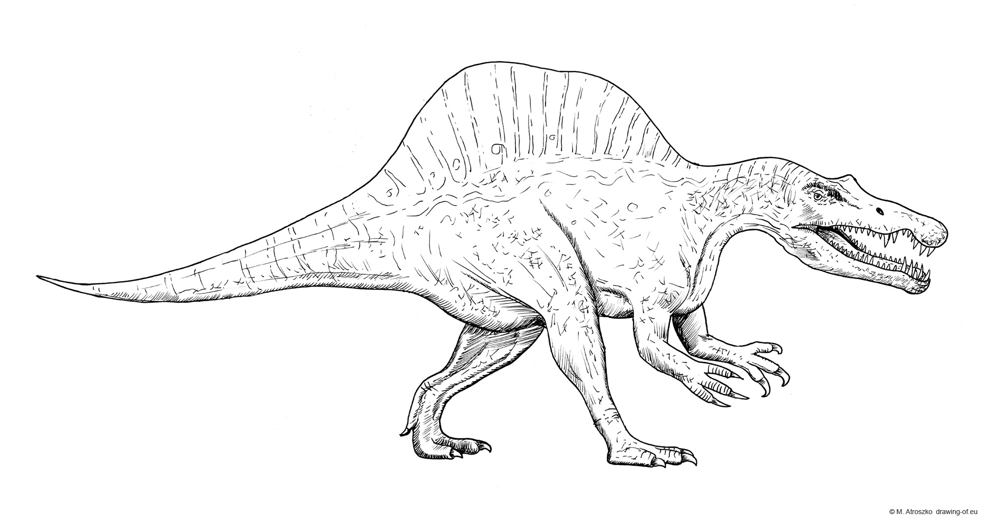 Drawing of spinosaurus