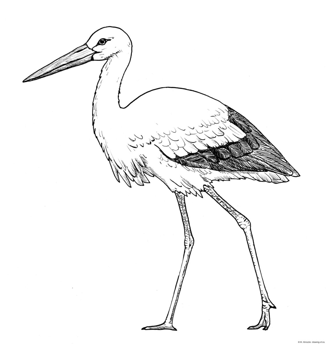 Drawing of white stork Line art illustrations