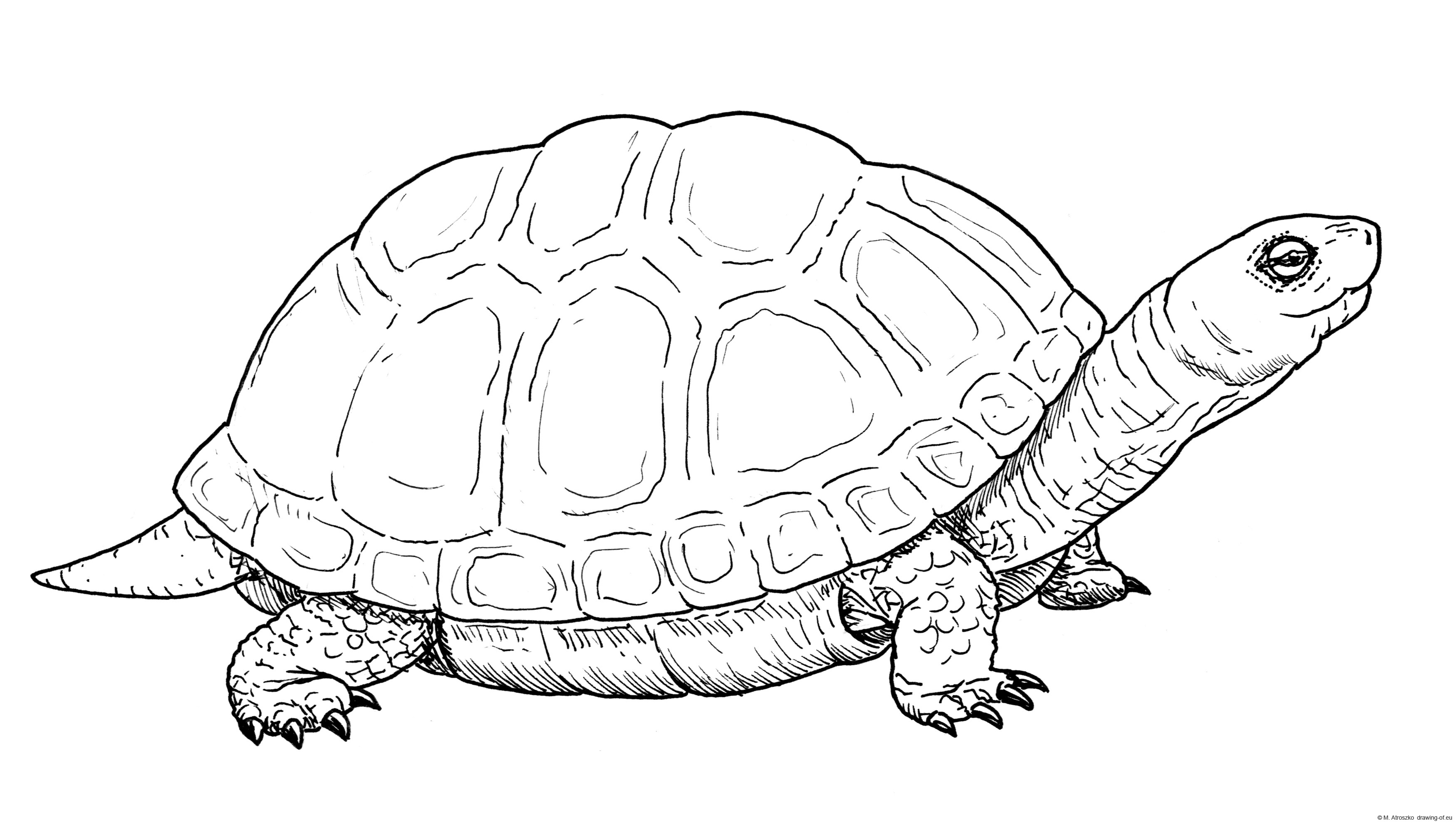 Drawing of turtle