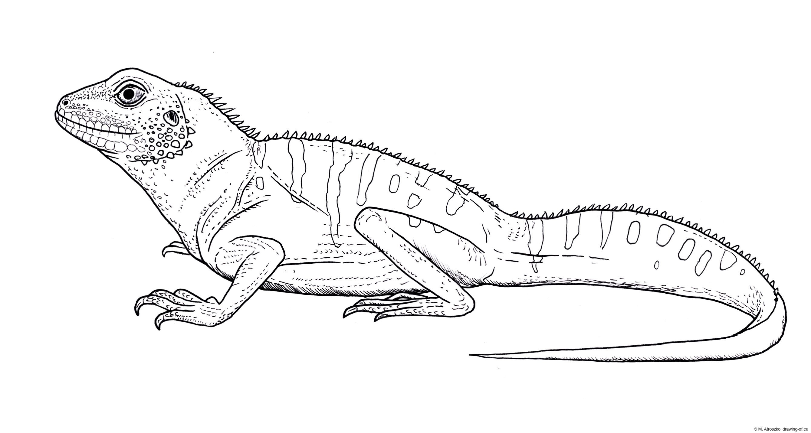 Drawing of agama lizard