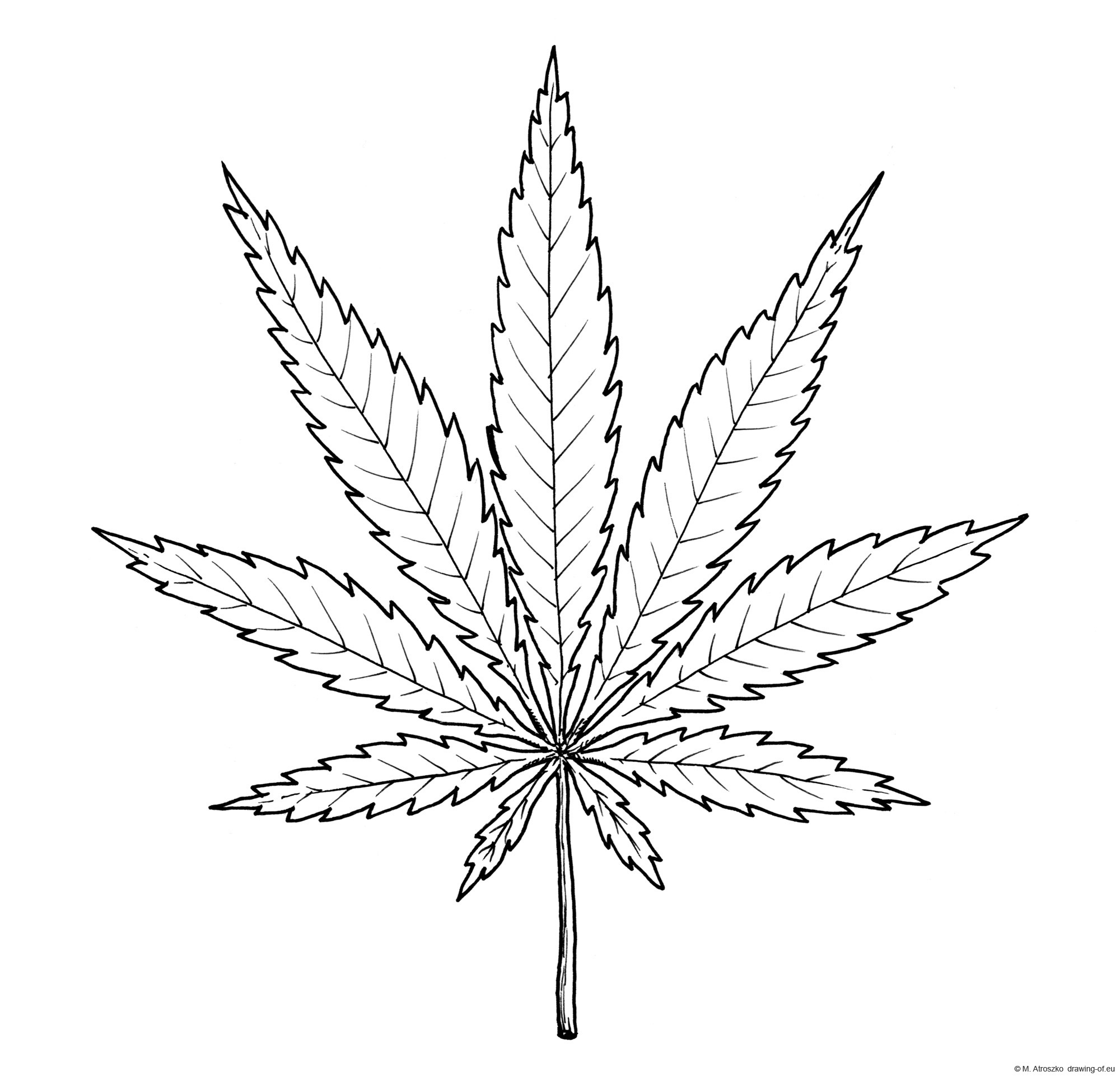 Drawing of cannabis