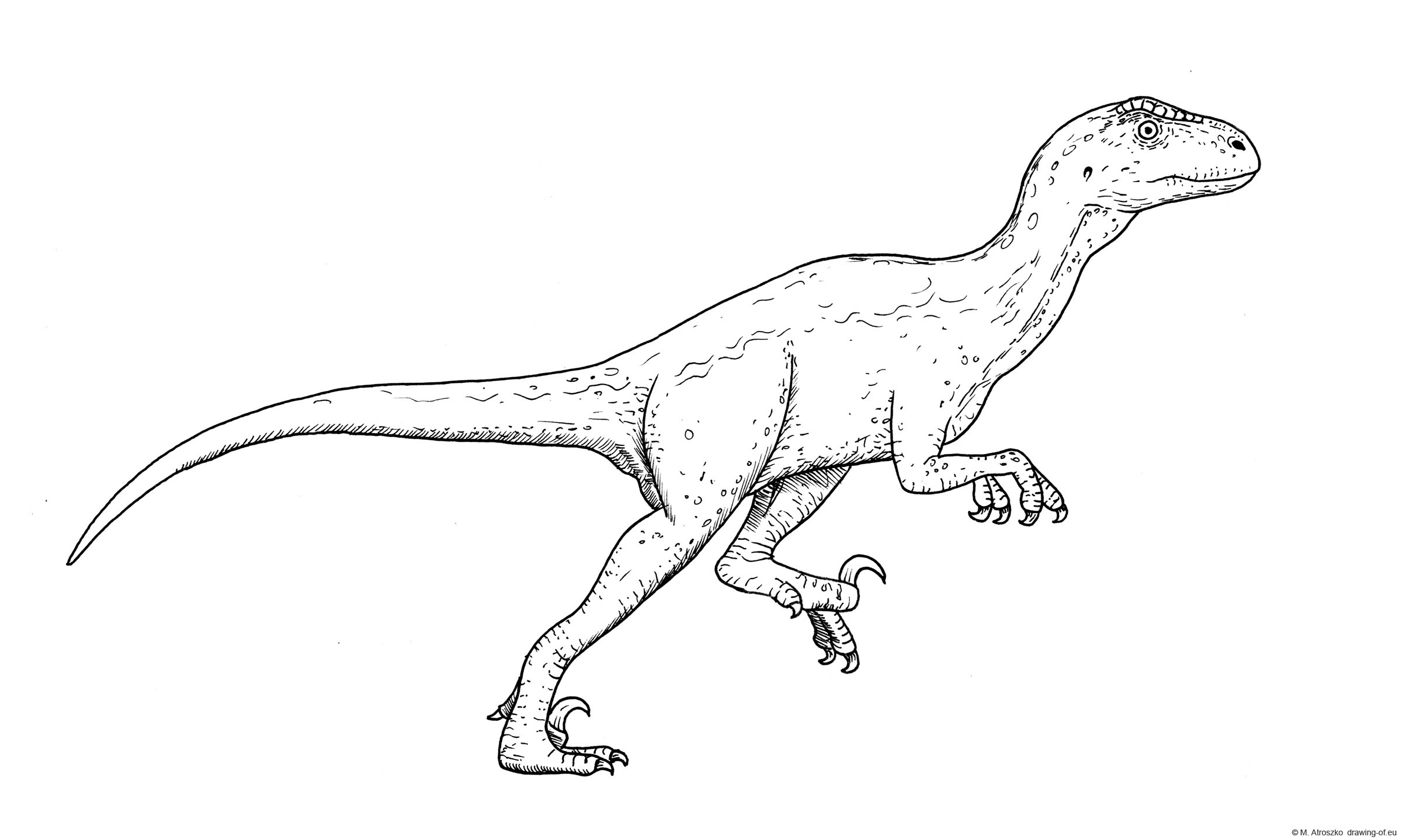 Drawing of deinonychus