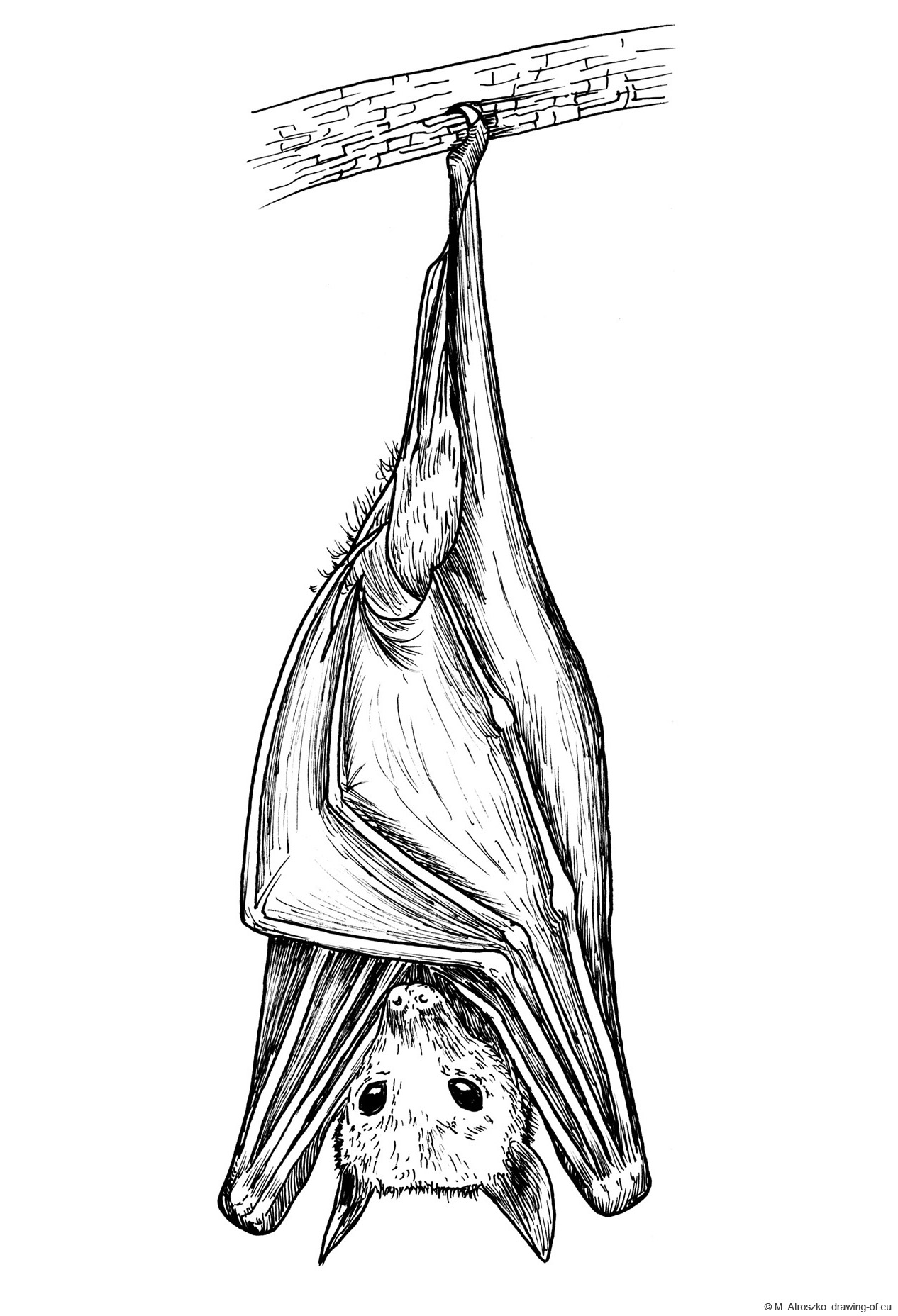 Drawing of bat
