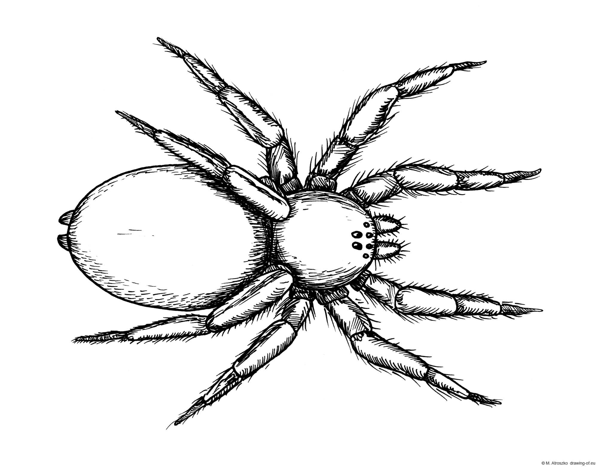 Drawing of spider