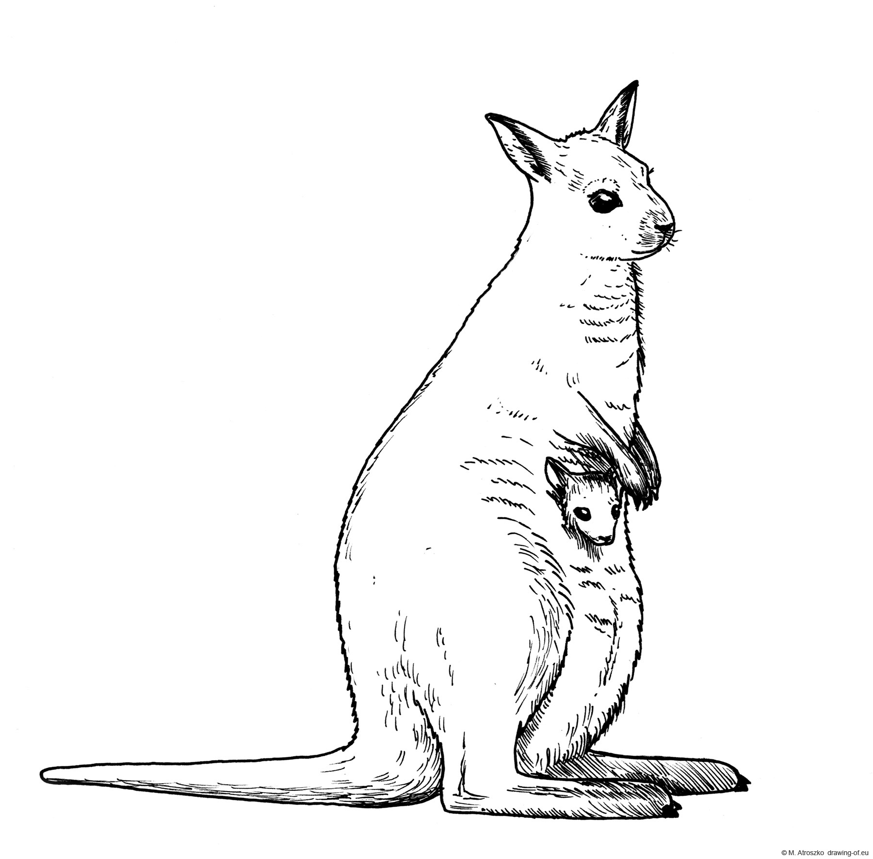 Drawing of wallaby