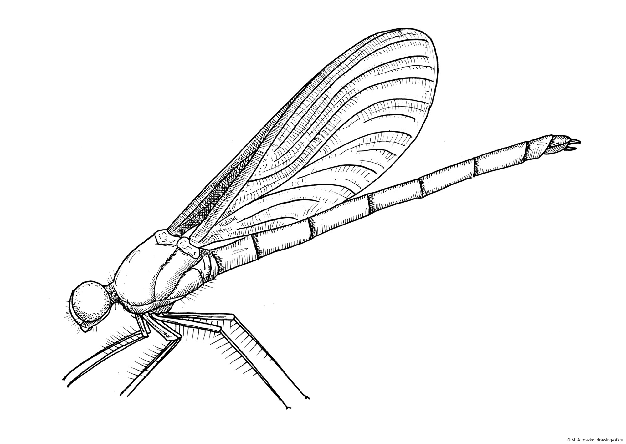 Drawing of dragonfly
