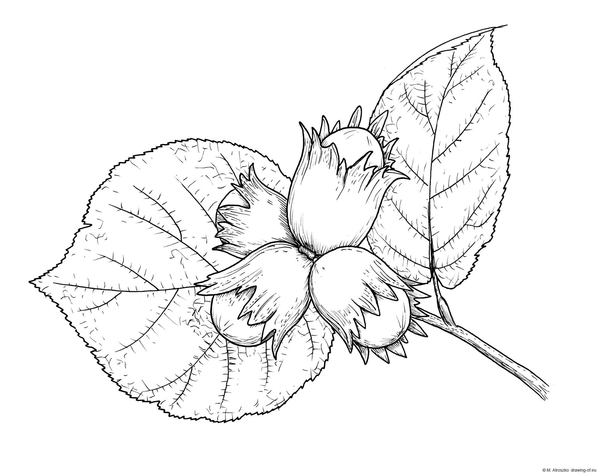 Drawing of hazelnut