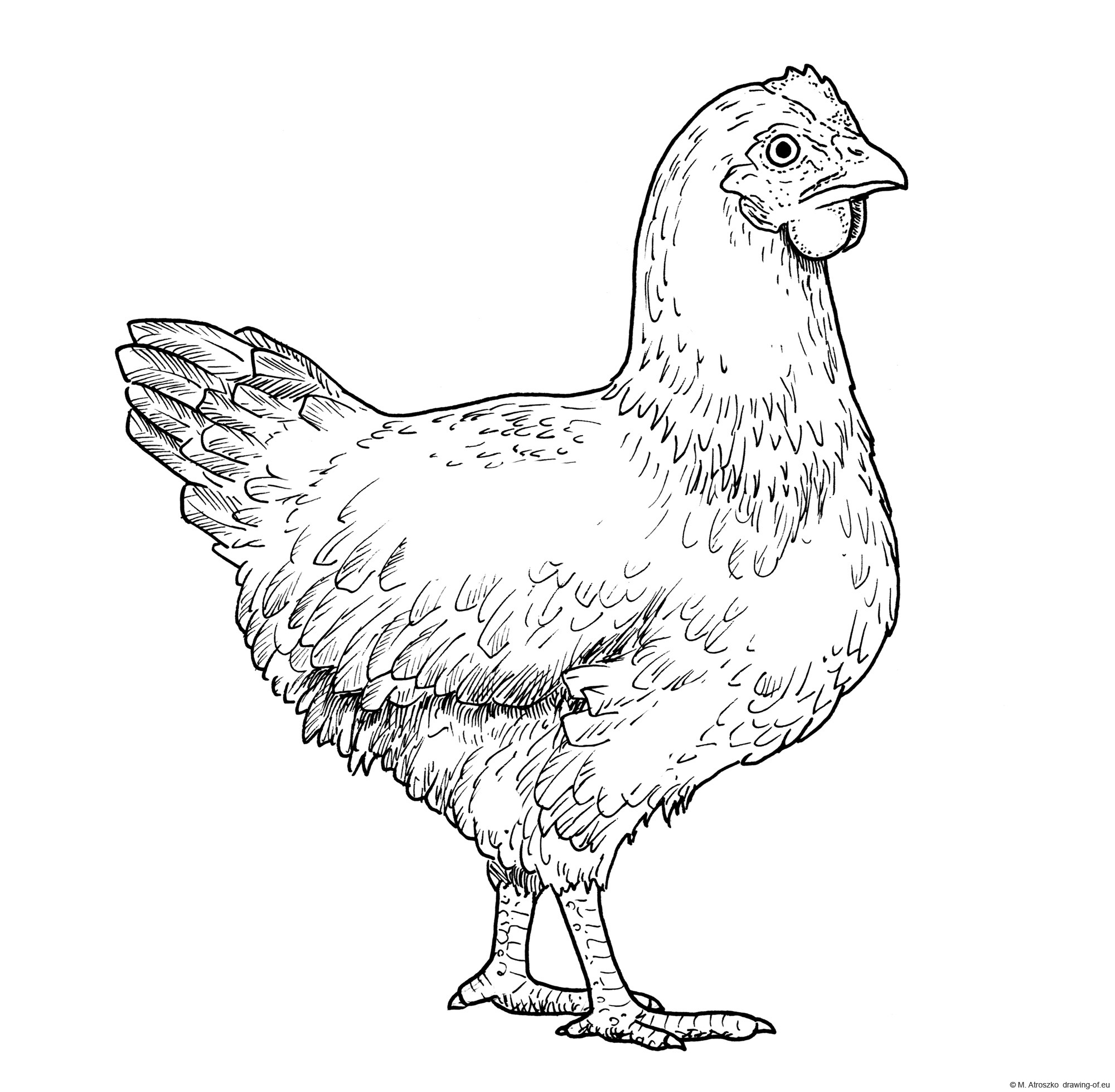 drawing of hen