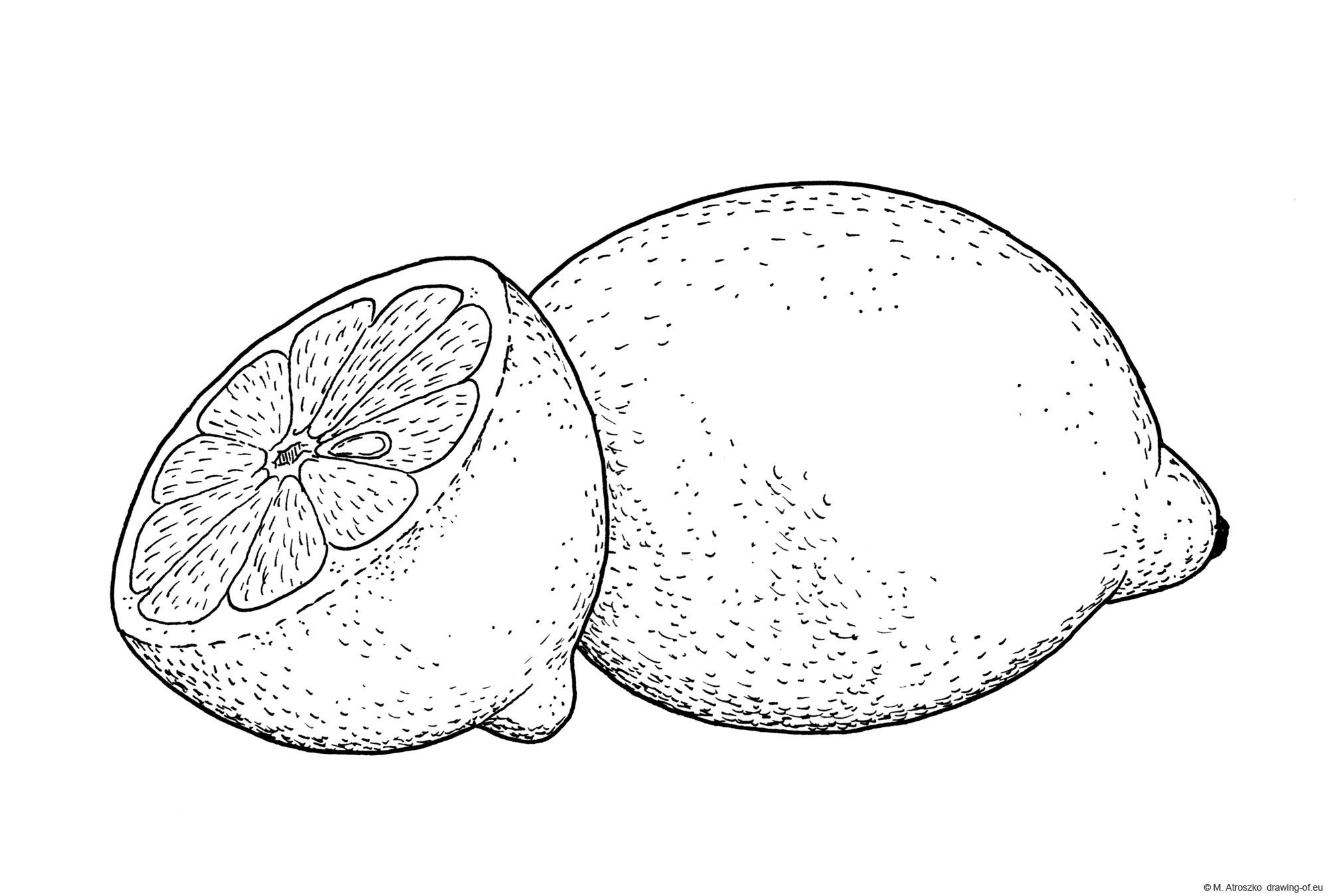 Drawing of lemon