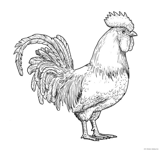 Drawing of rooster Line art illustrations