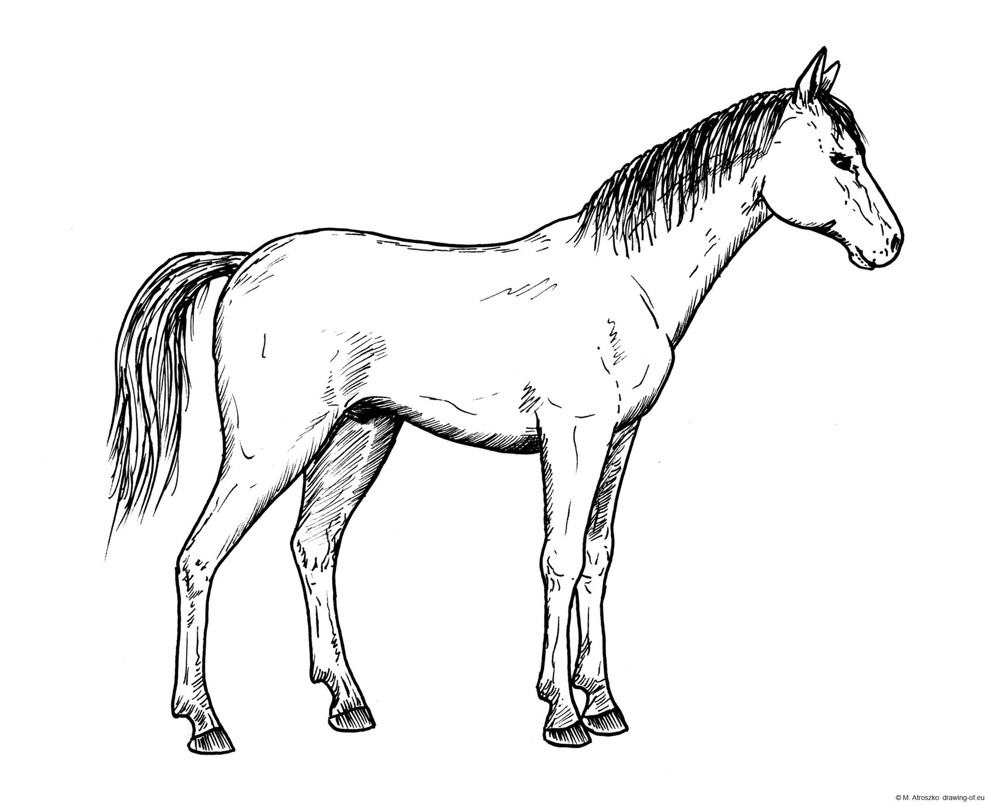 drawing-of-horse-line-art-illustrations