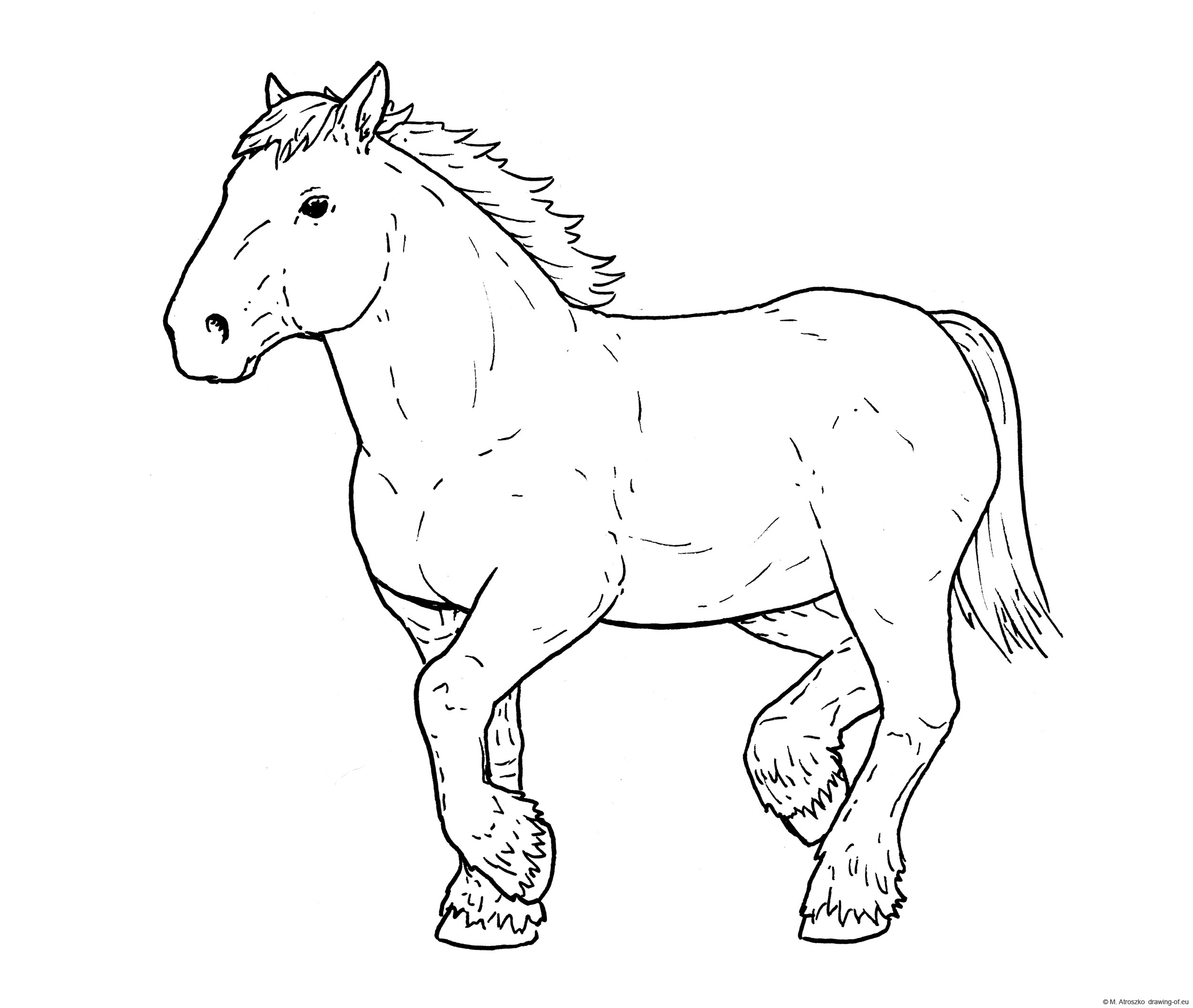 Draft horse drawing