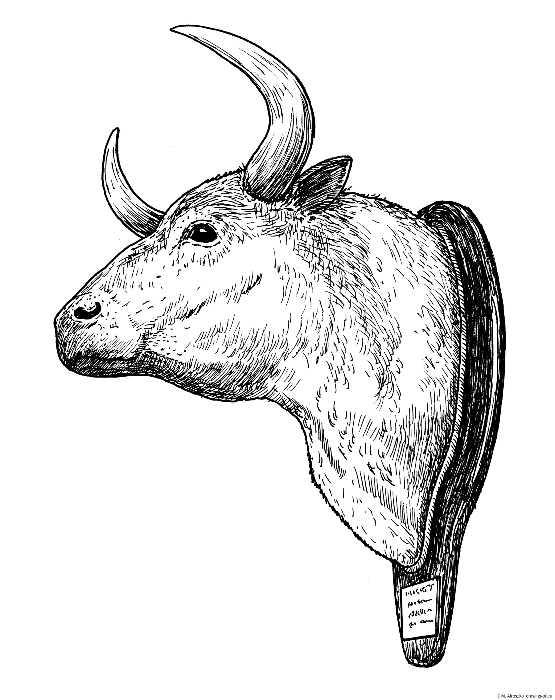 Drawing of bull head