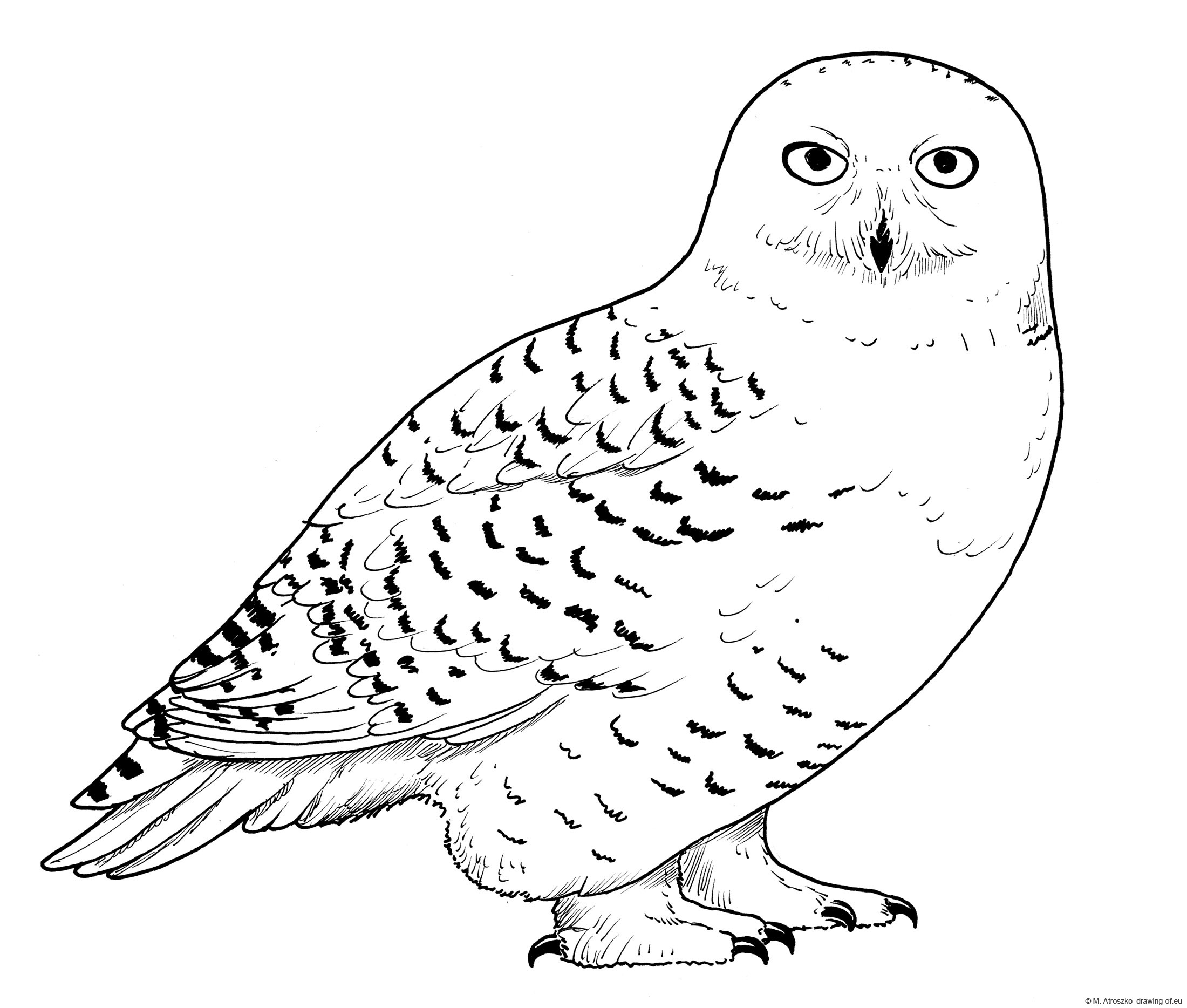 Hedwig the snowy owl draw