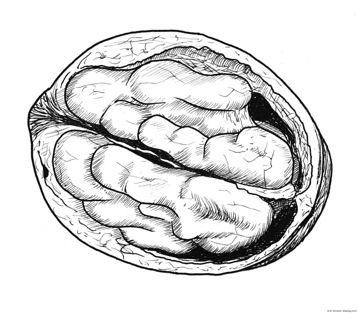 Walnut open drawing – drawing-of.eu