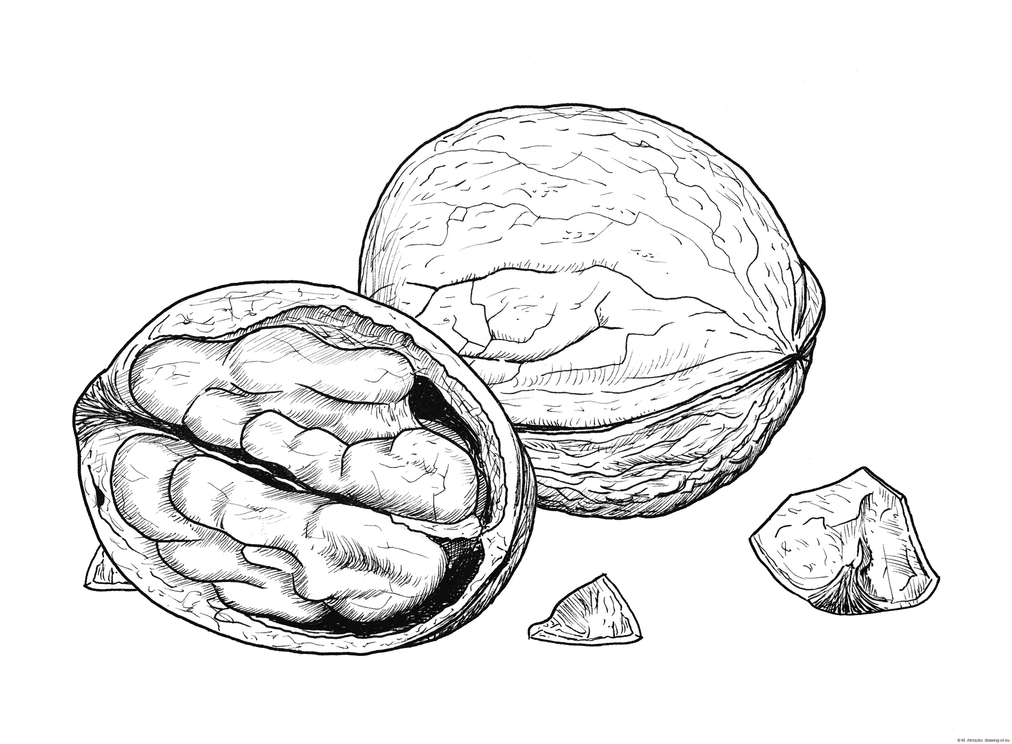 Walnuts drawing Line art illustrations