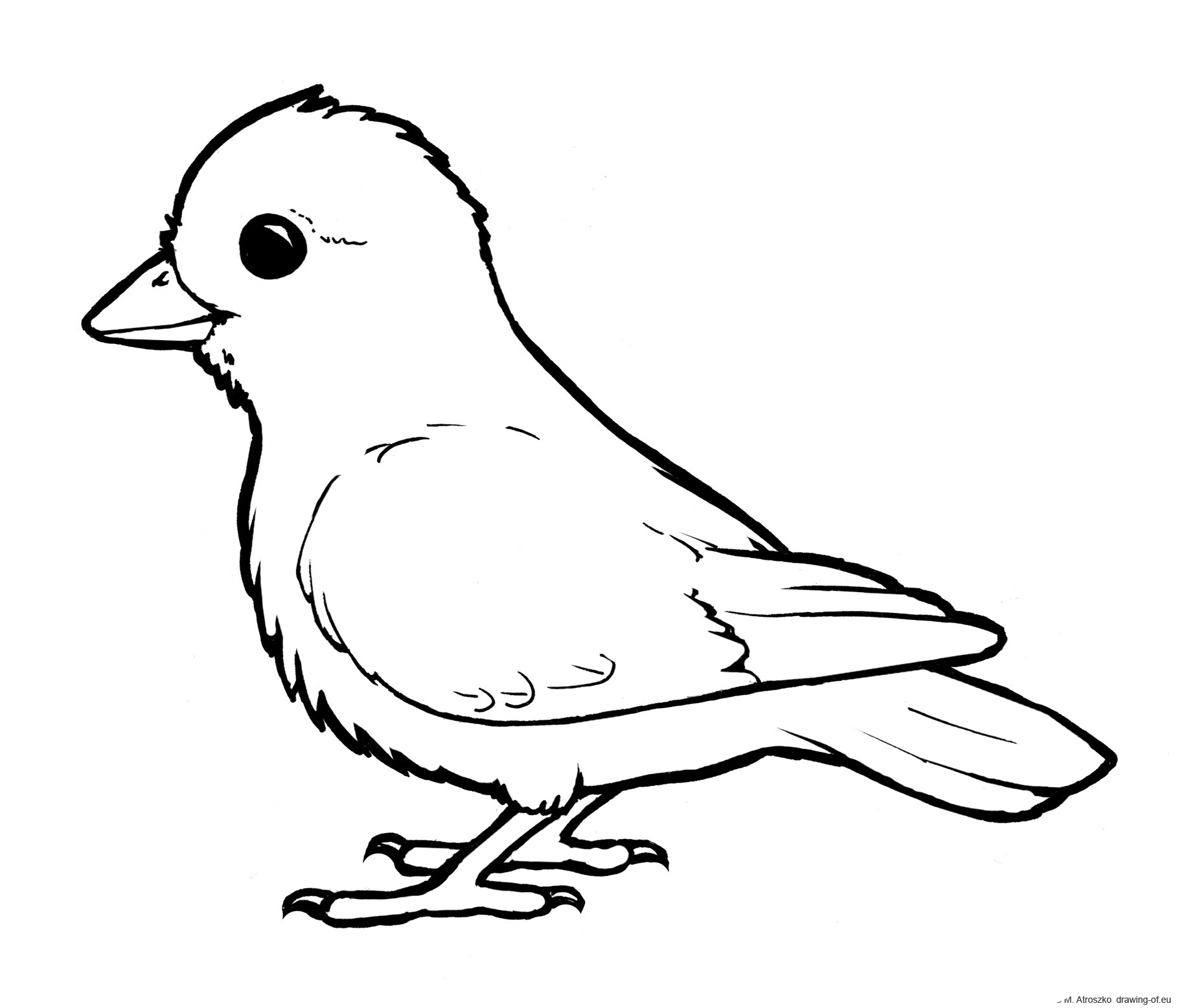 Bird draw - coloring book