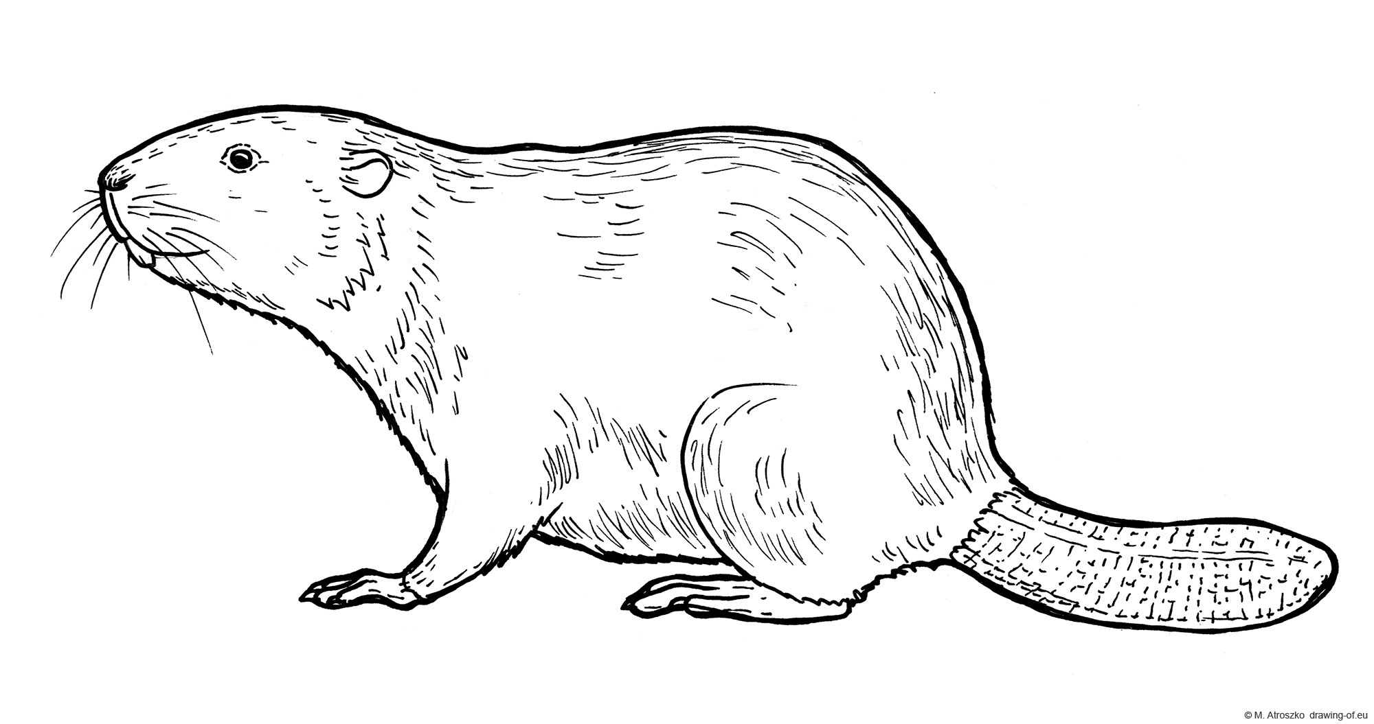 Drawing of beaver - coloring page