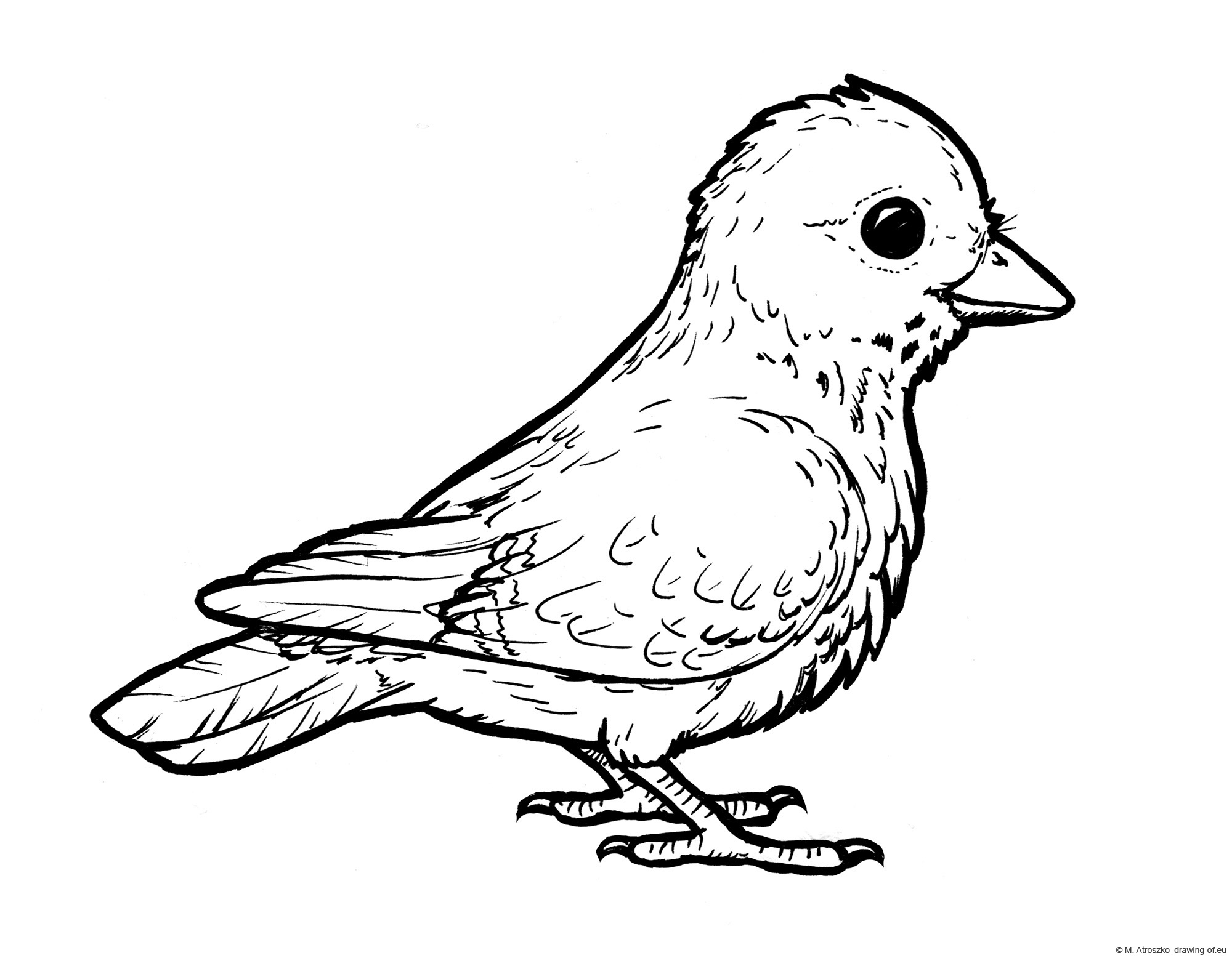 Drawing of bird
