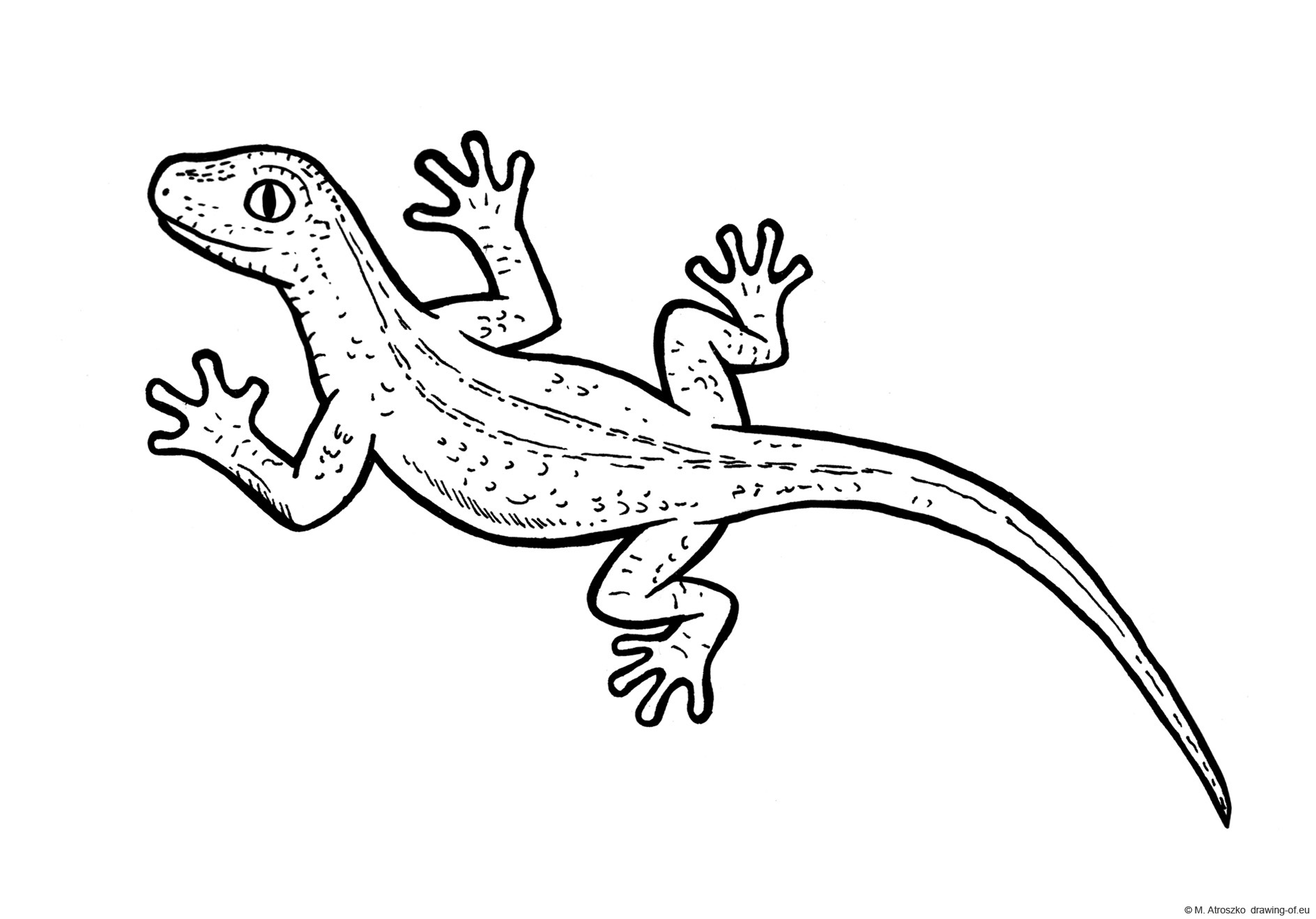 Drawing of lizzard