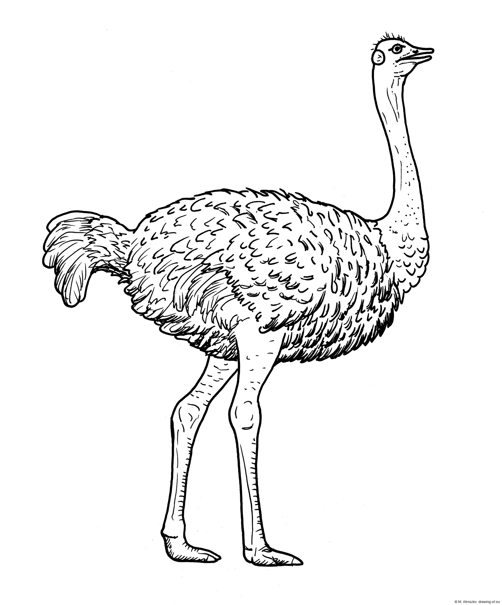 Drawing of common ostrich