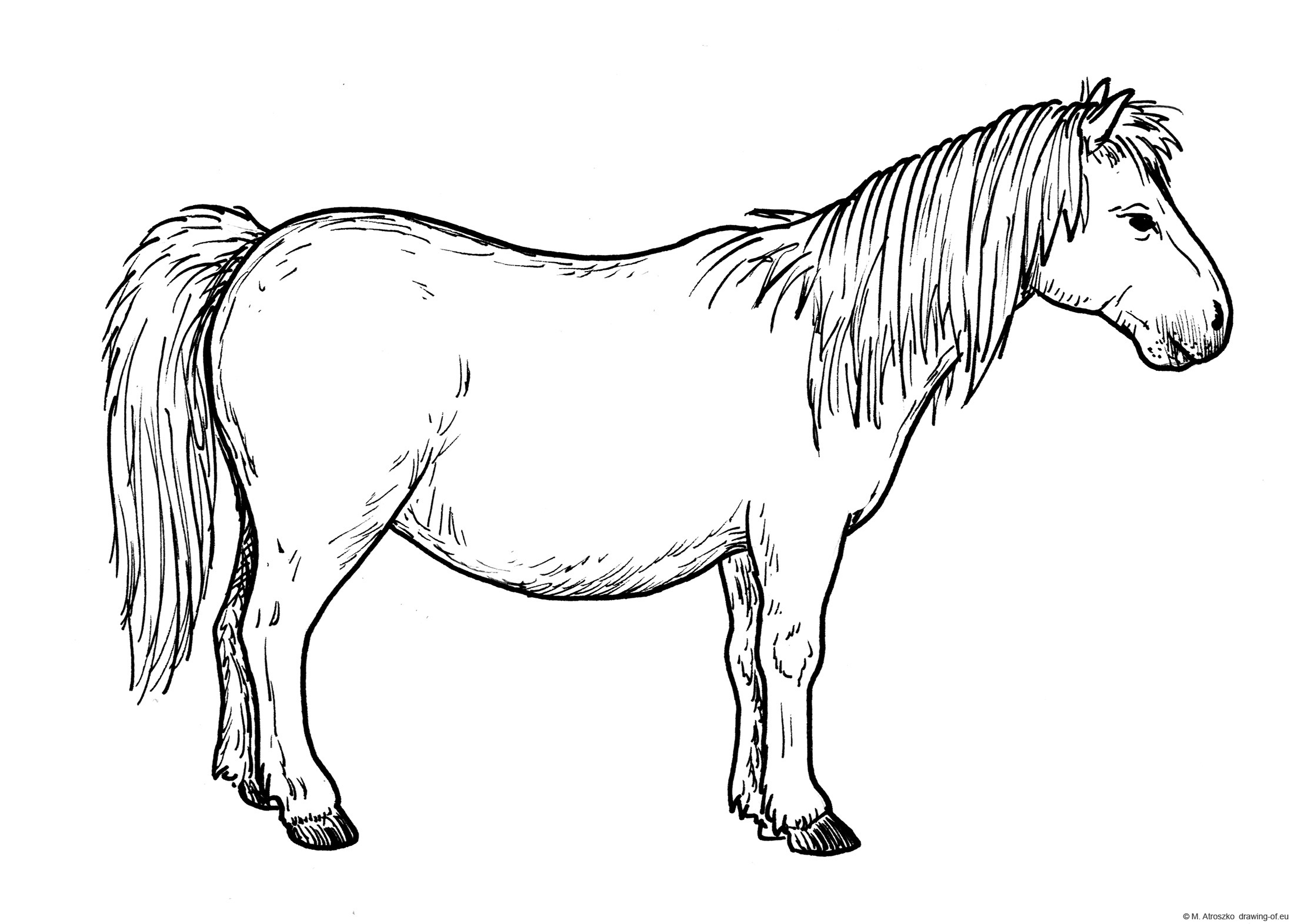 Pony horde draw