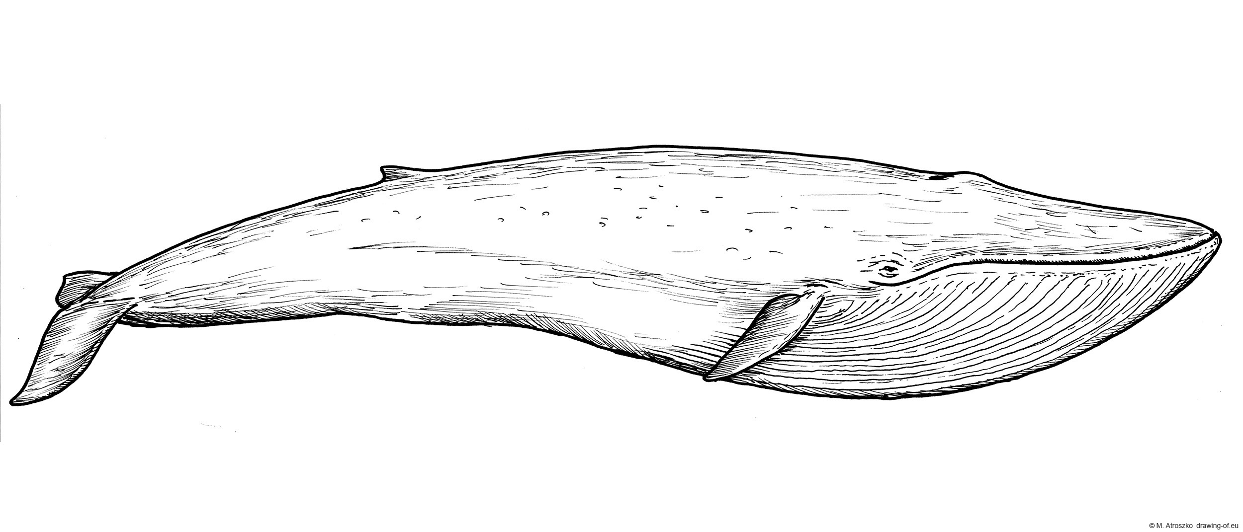 Blue whale draw