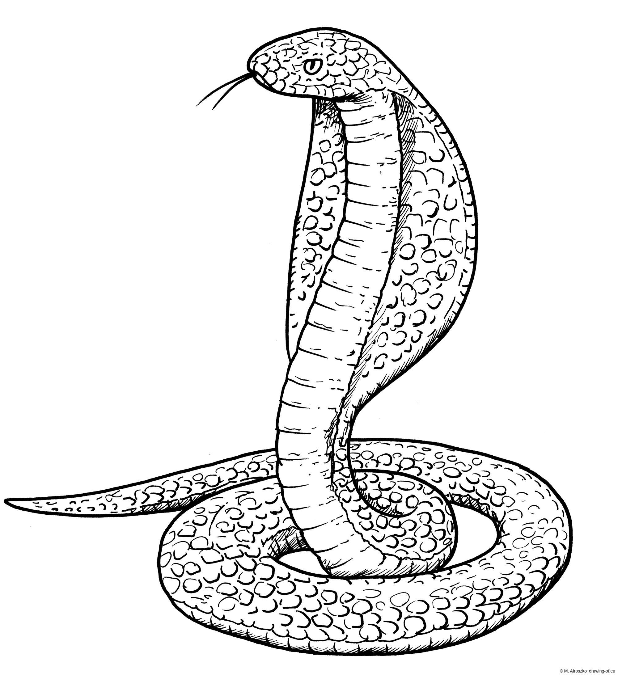 Cobra snake drawing