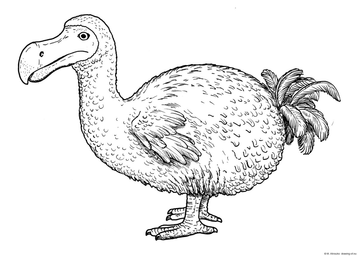 Dodo bird drawing Line art illustrations