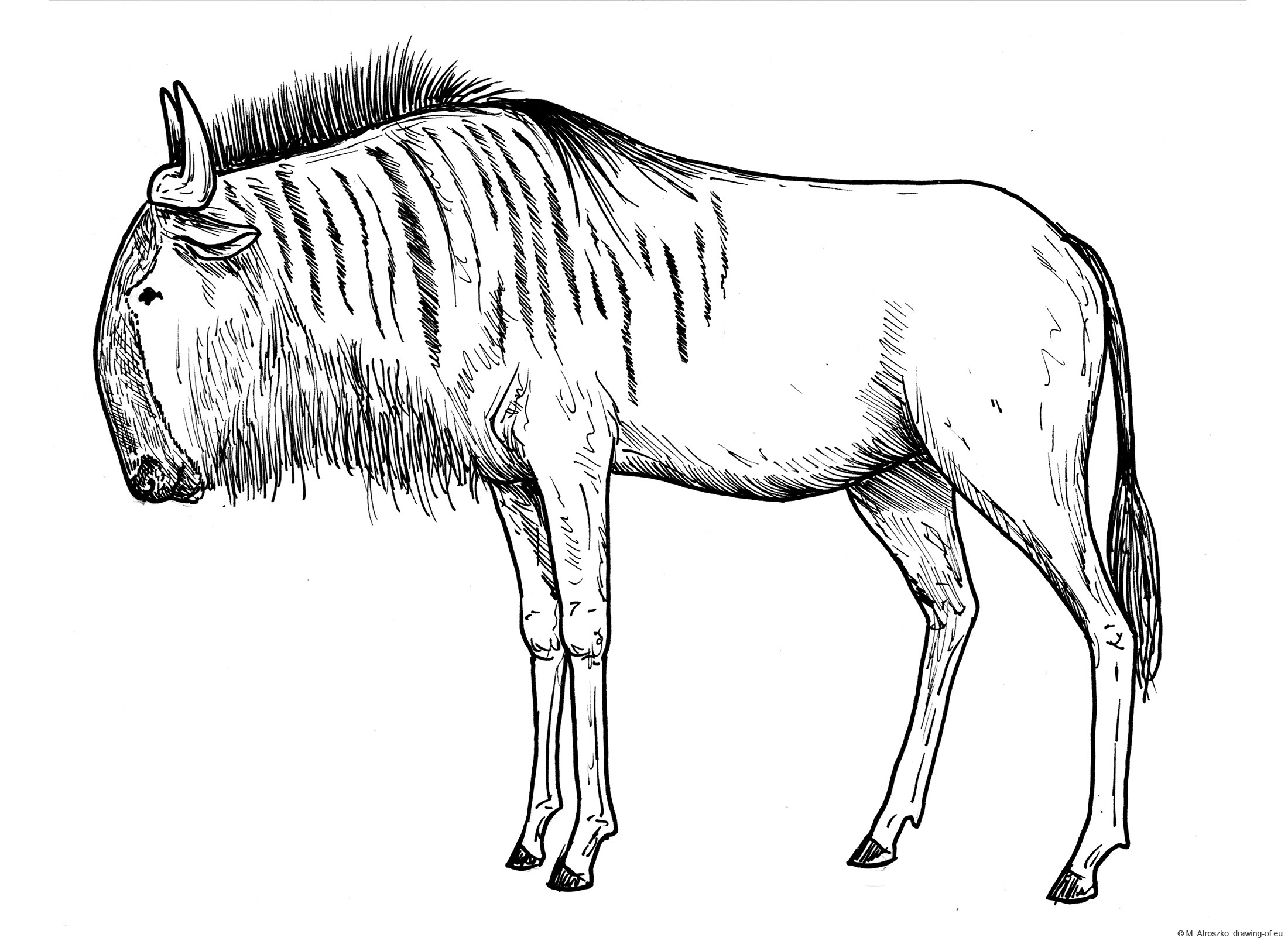 Drawing of gnu antelope