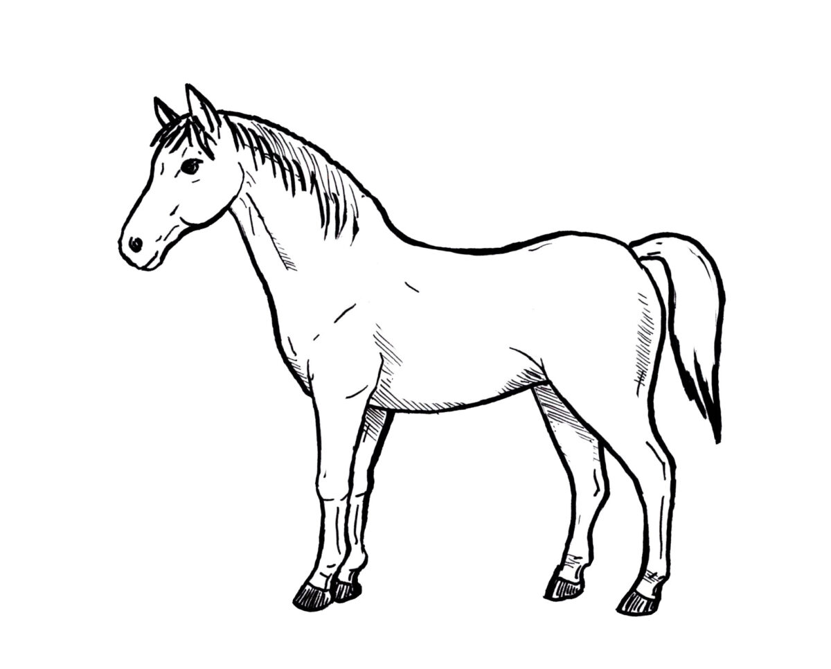 horse-drawing-line-art-illustrations