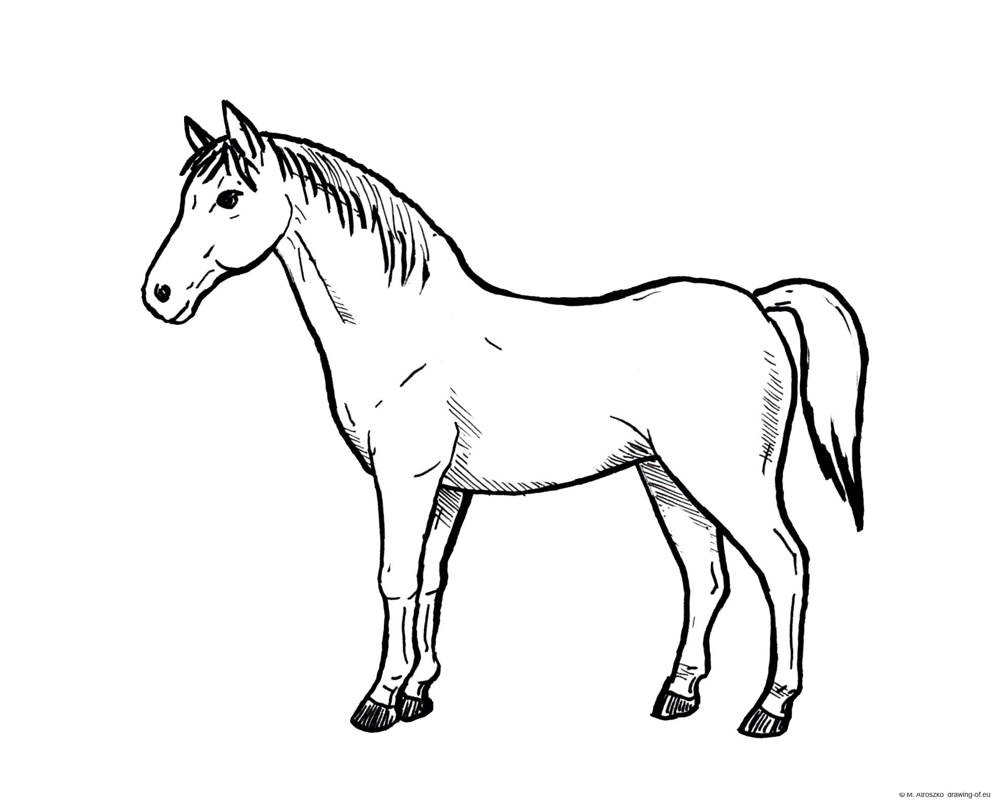 Horse drawing Line art illustrations