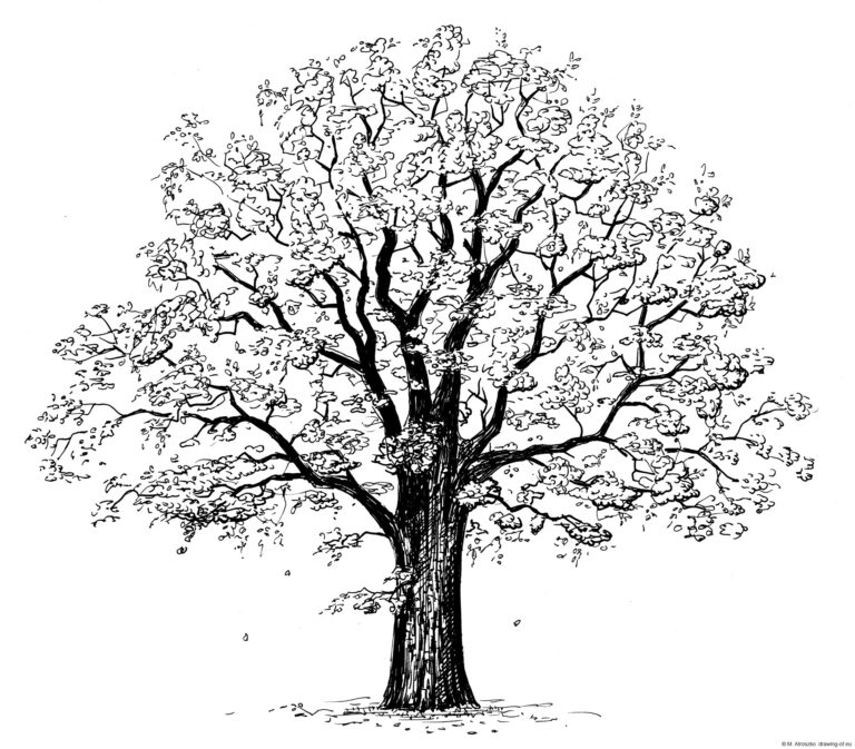 Oak tree drawing Line art illustrations Oak tree drawing Line art illustrations