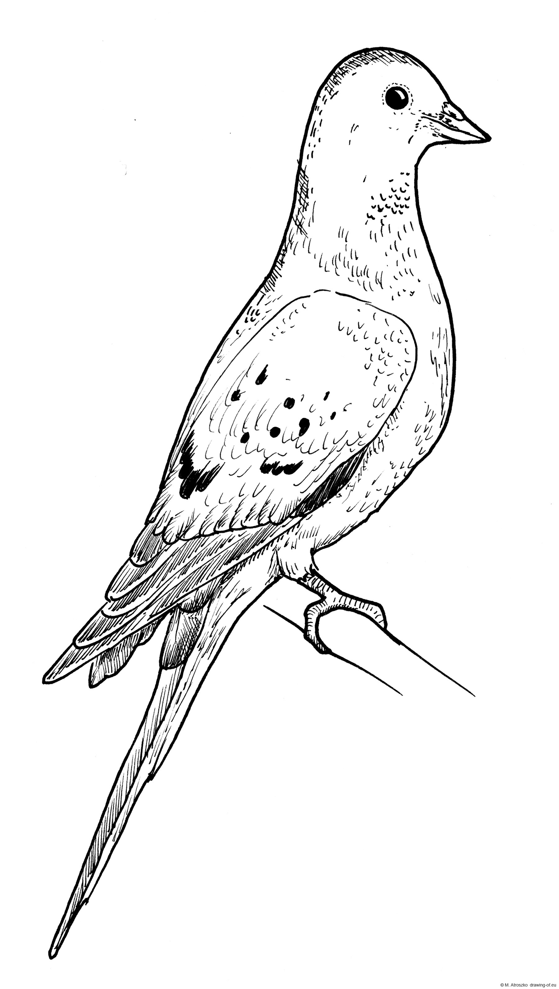 Passenger pigeon drawing. Extinct animals pictures.