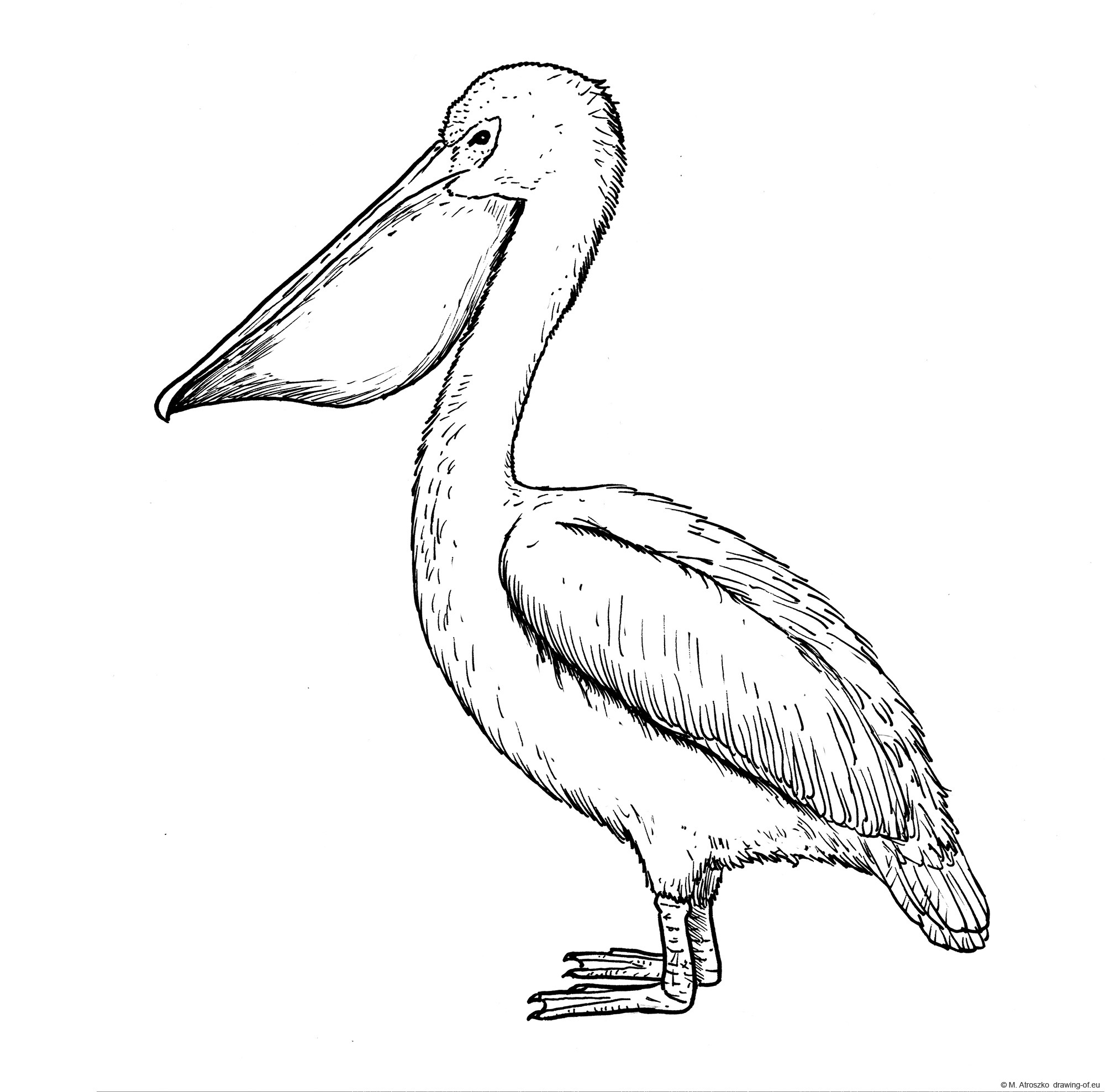 Drawing of pelican bird