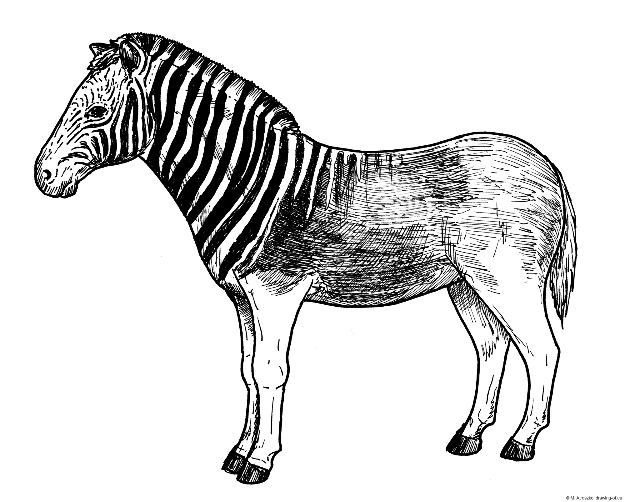 Quagga drawing - extinct zebra