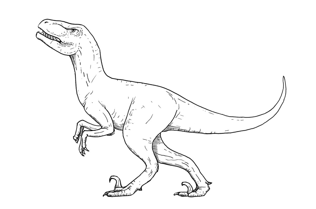 Drawing of raptor Line art illustrations