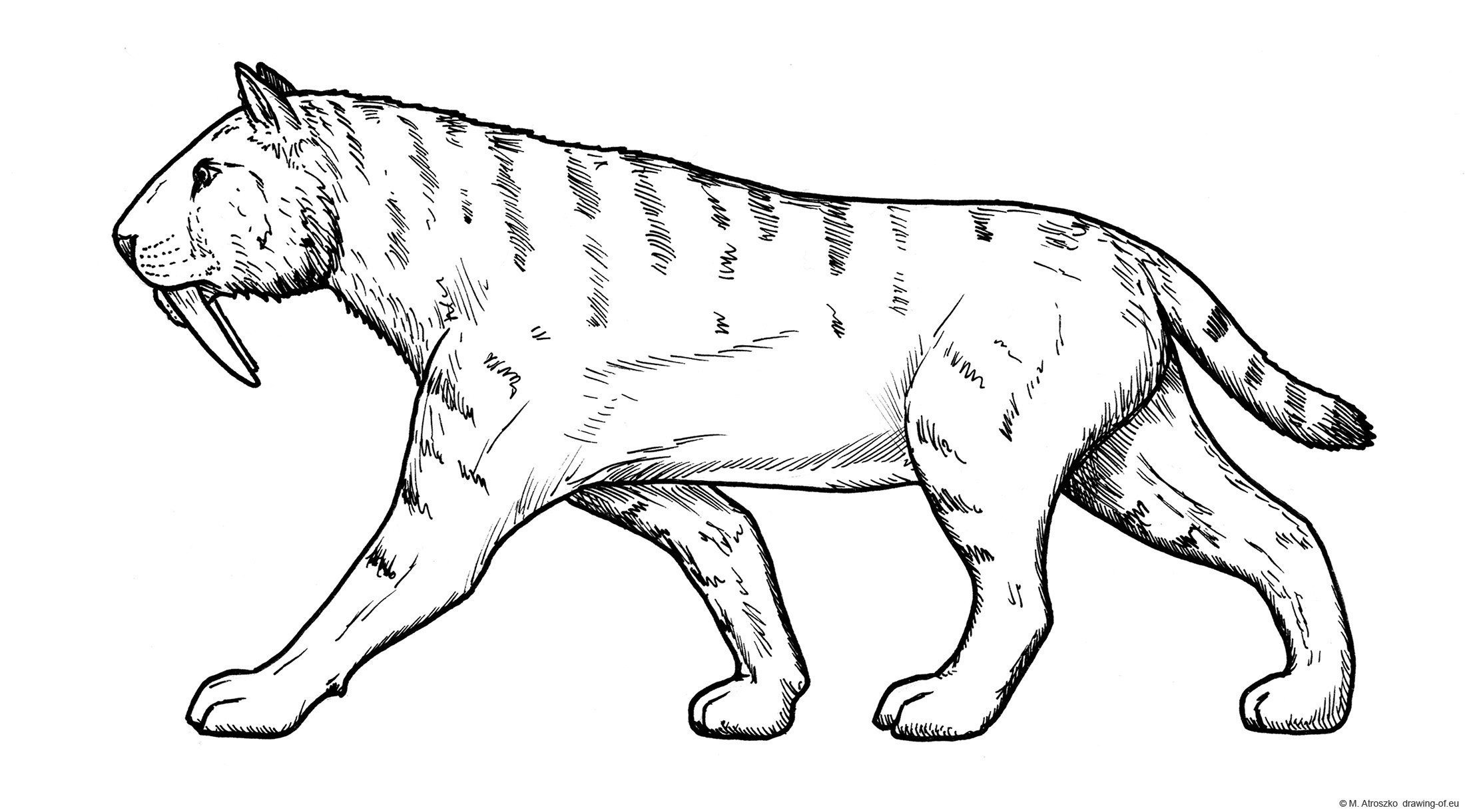 Sabre toothed tiger drawing