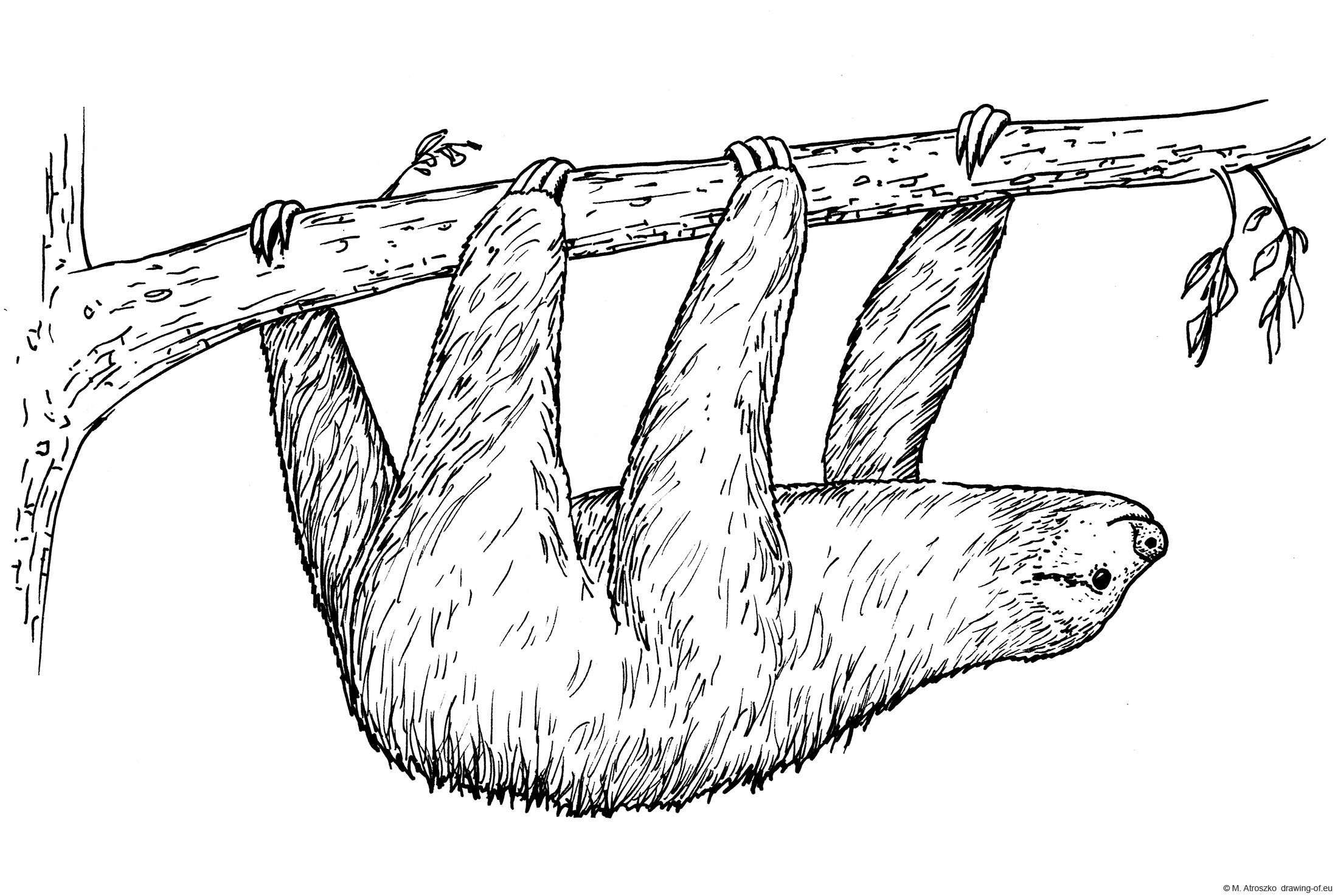 Drawing of sloth