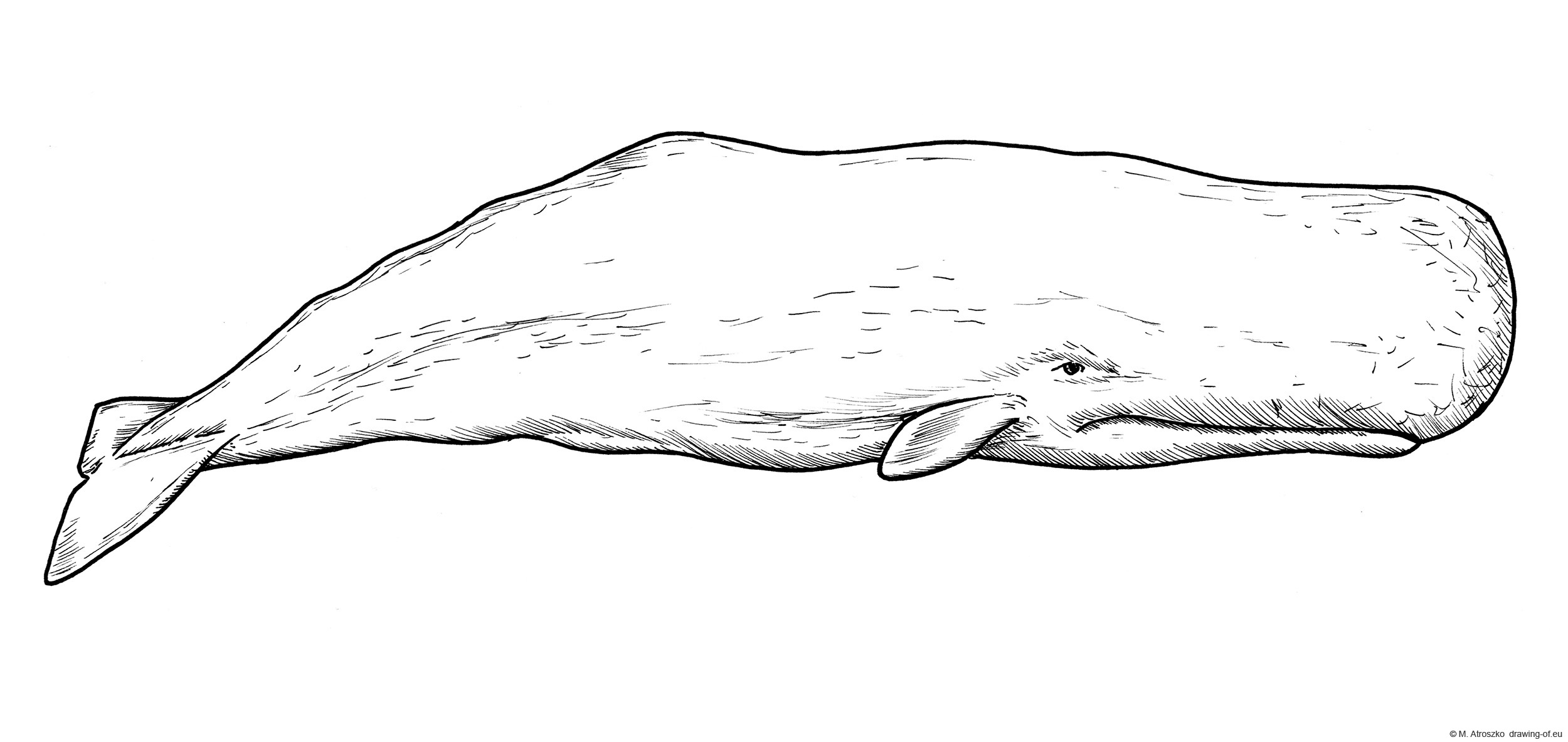 Drawing of sperm whale