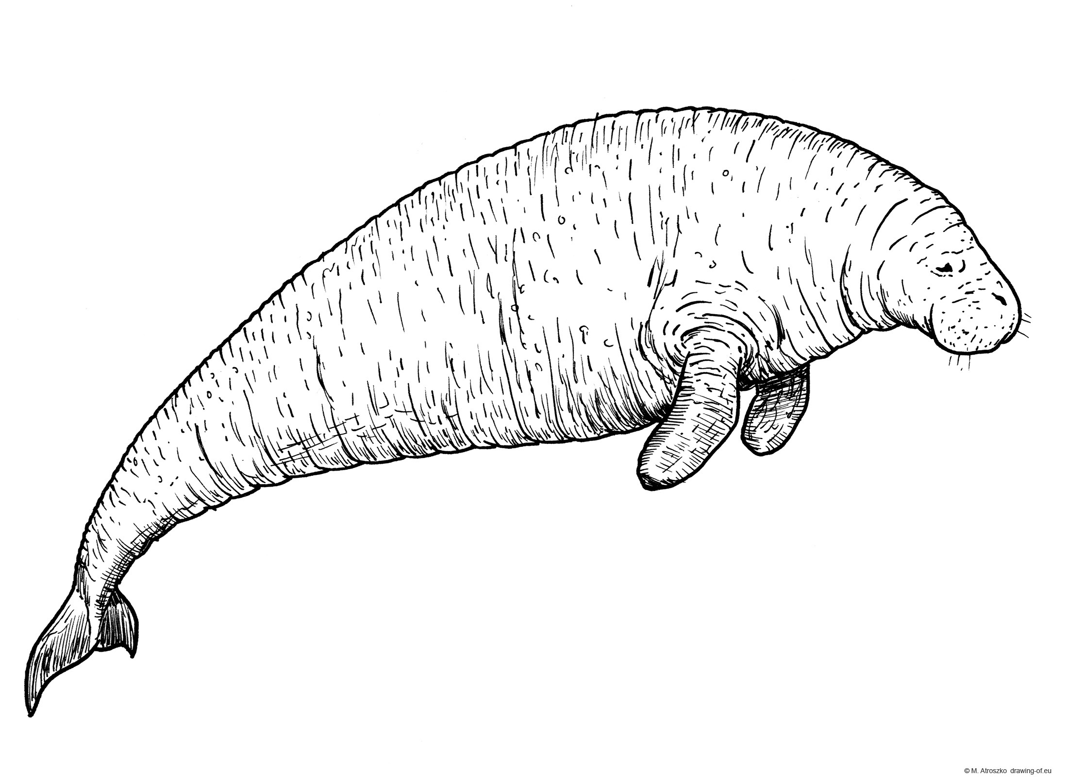 Steller's sea cow drawing