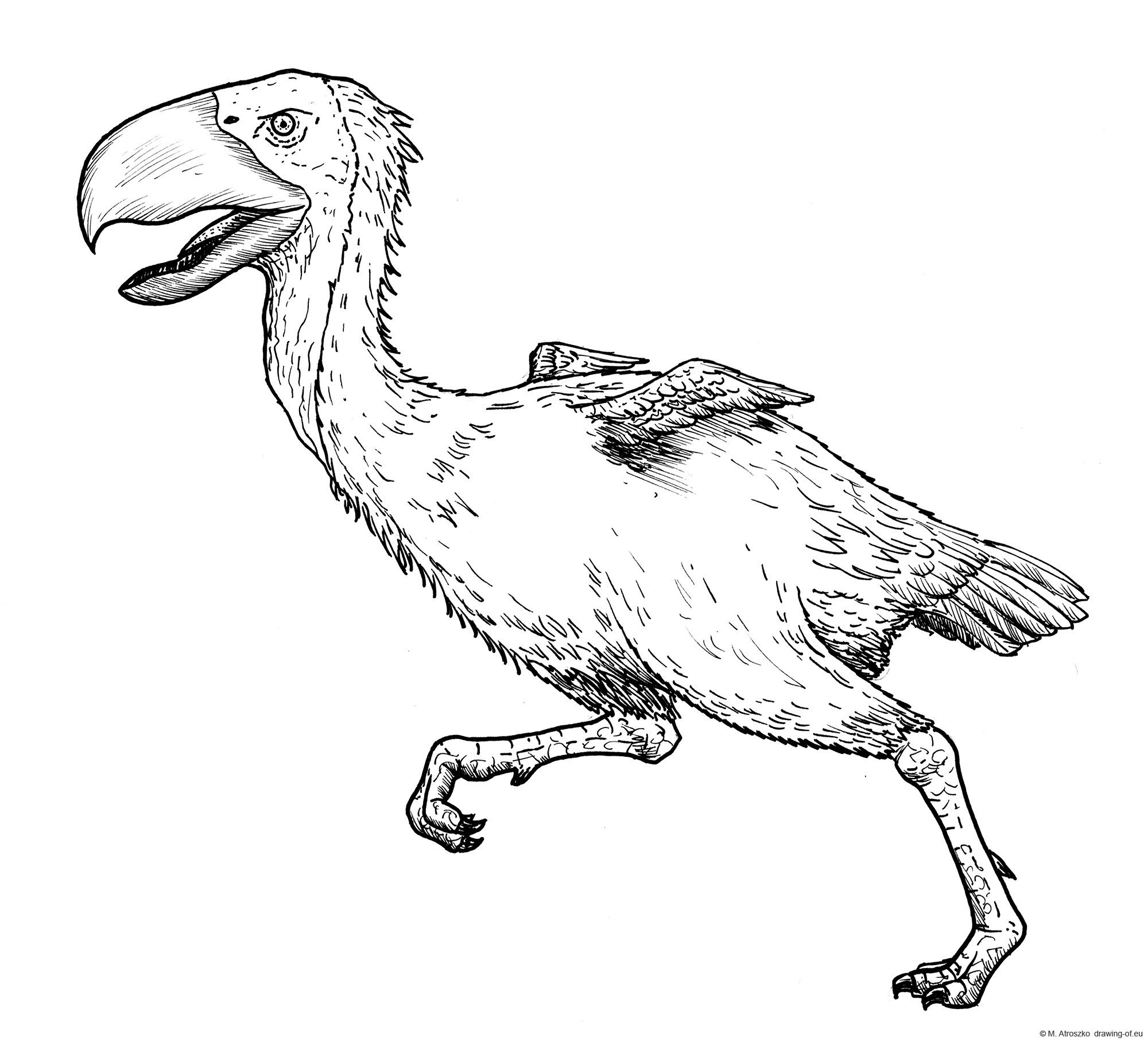 Titanis bird drawing