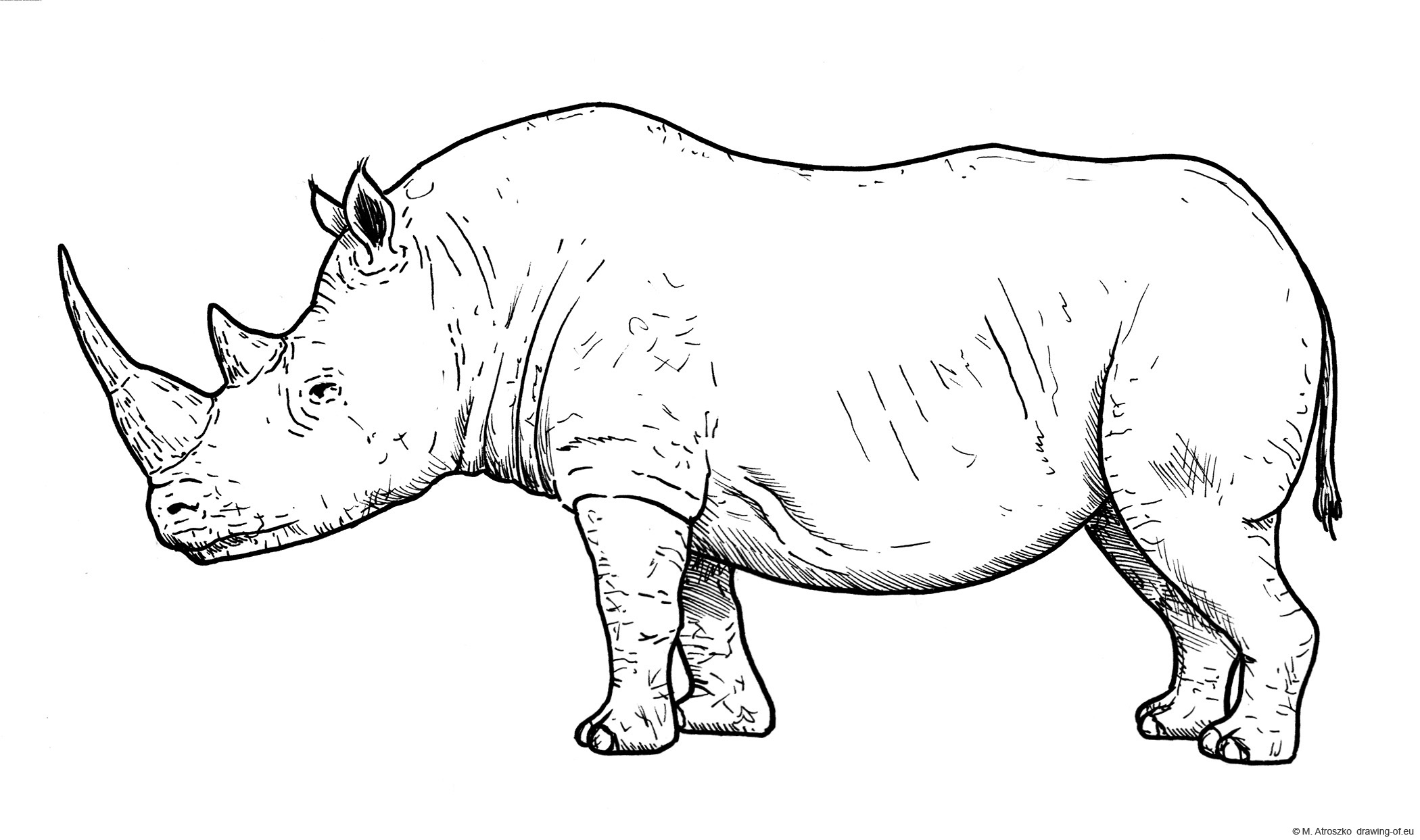 Drawing of white rhinoceros