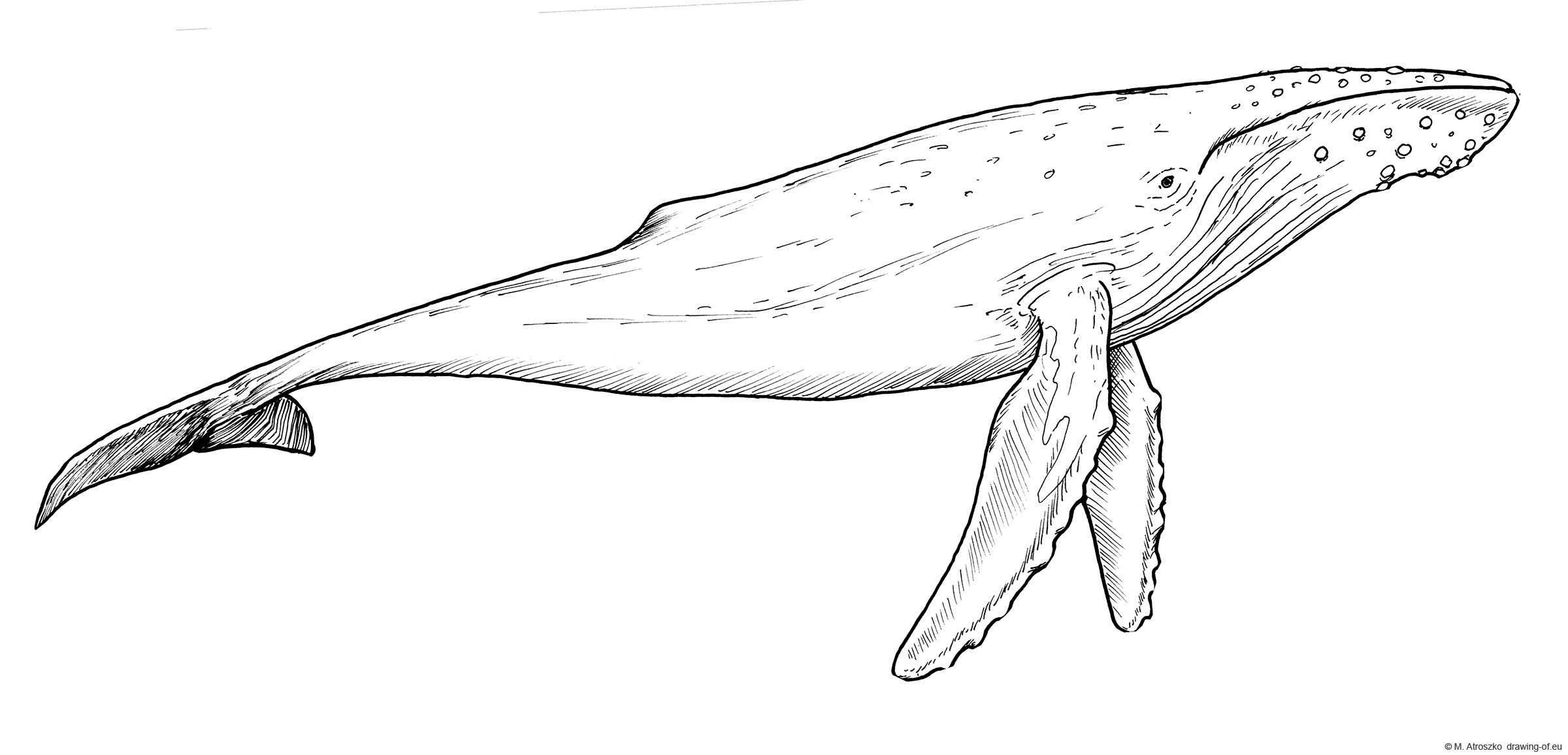 Drawing of humpback whale